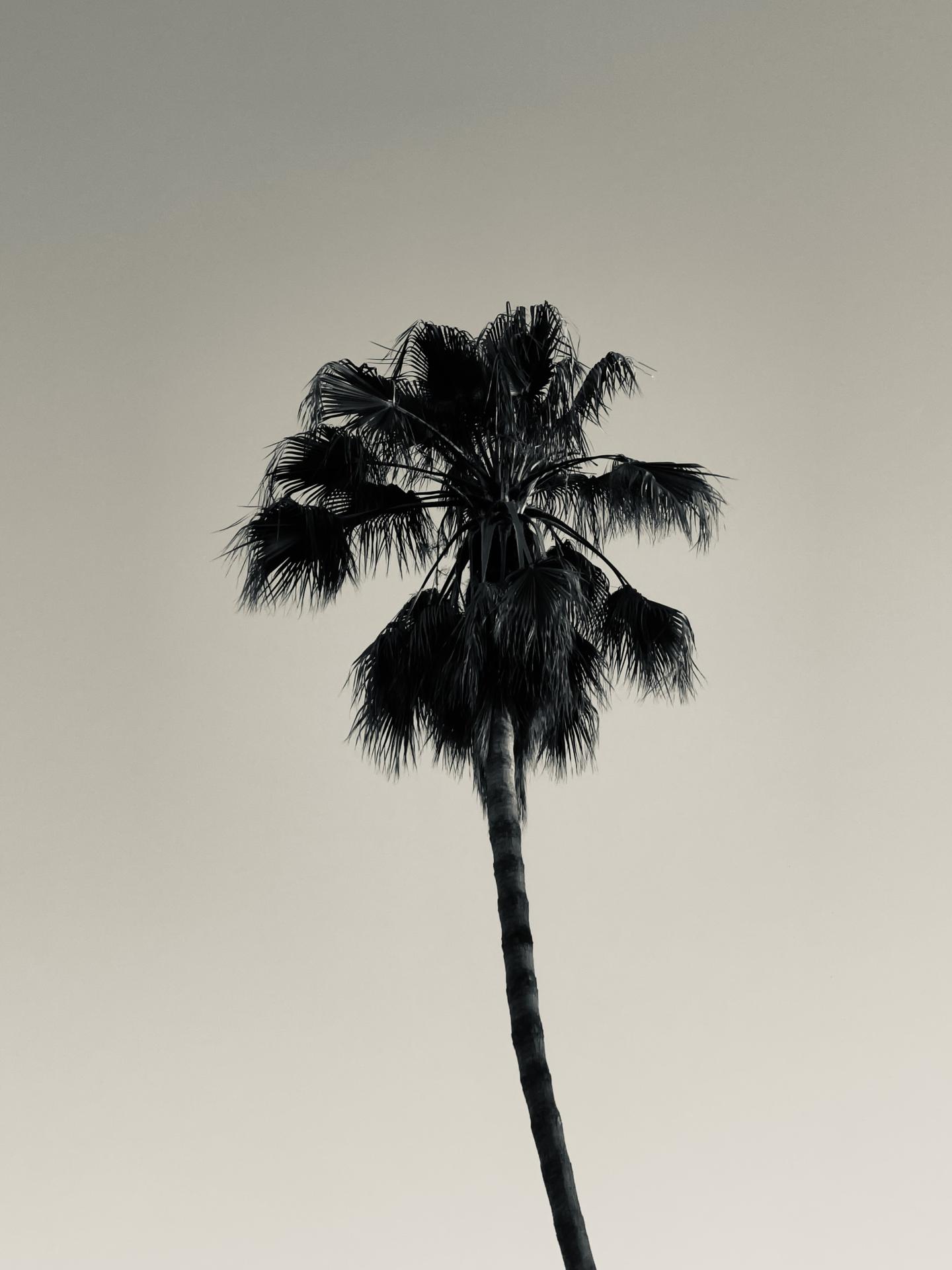 New York Photography Awards Winner - SILVERTONE-memories