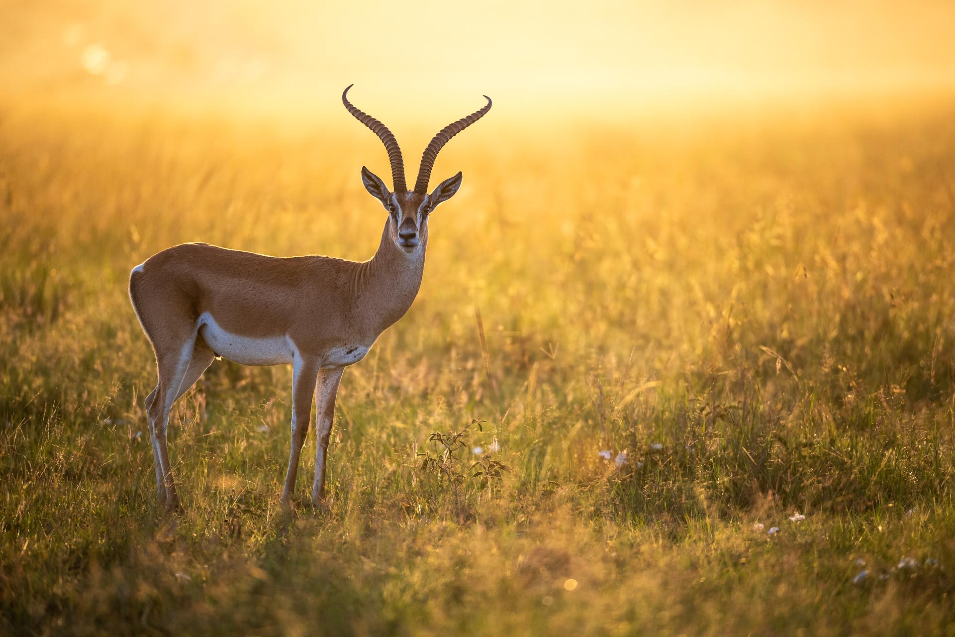 New York Photography Awards Winner - Grant's Gazelle in early sunlight