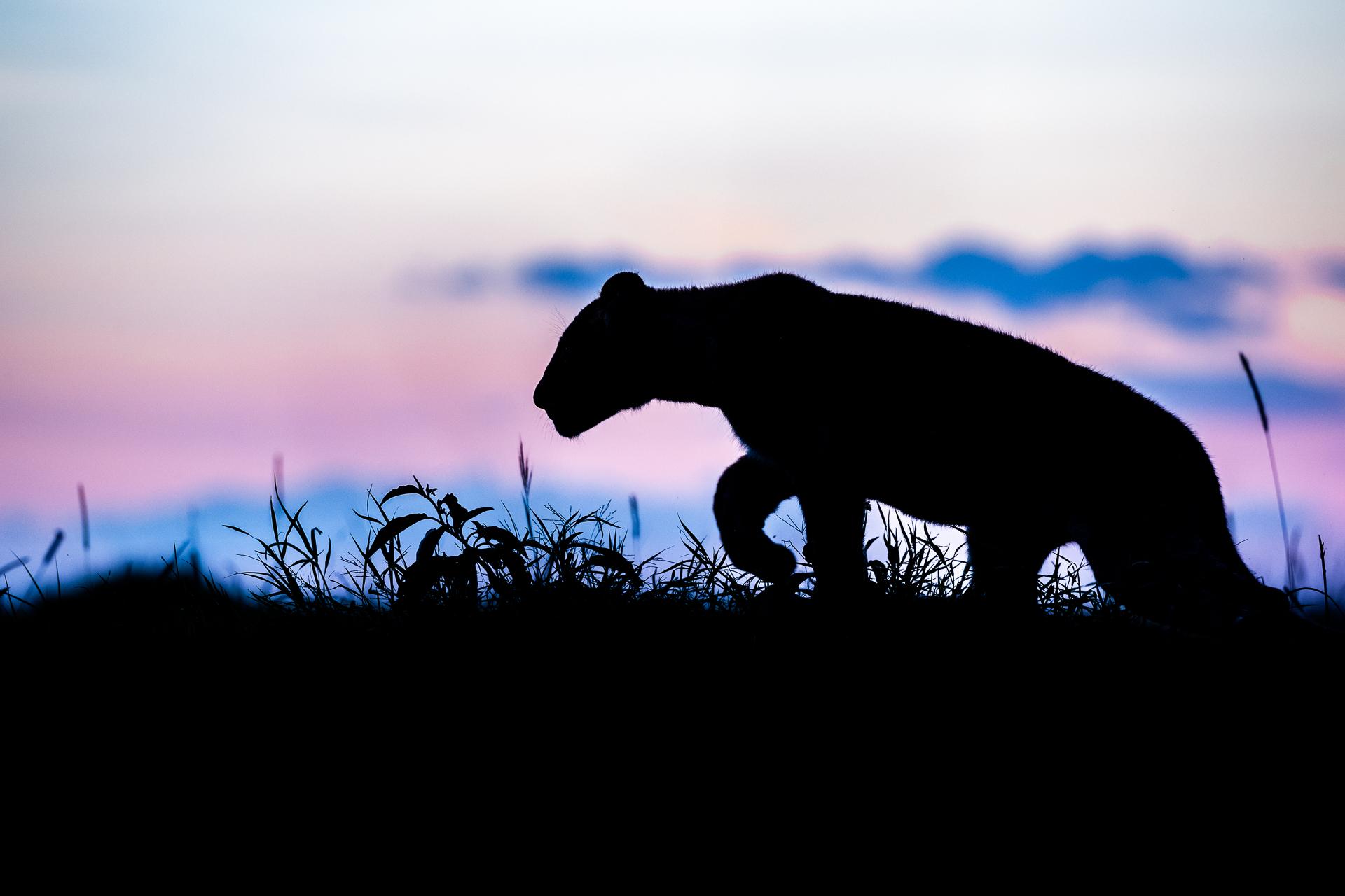 New York Photography Awards Winner - Blue Lion