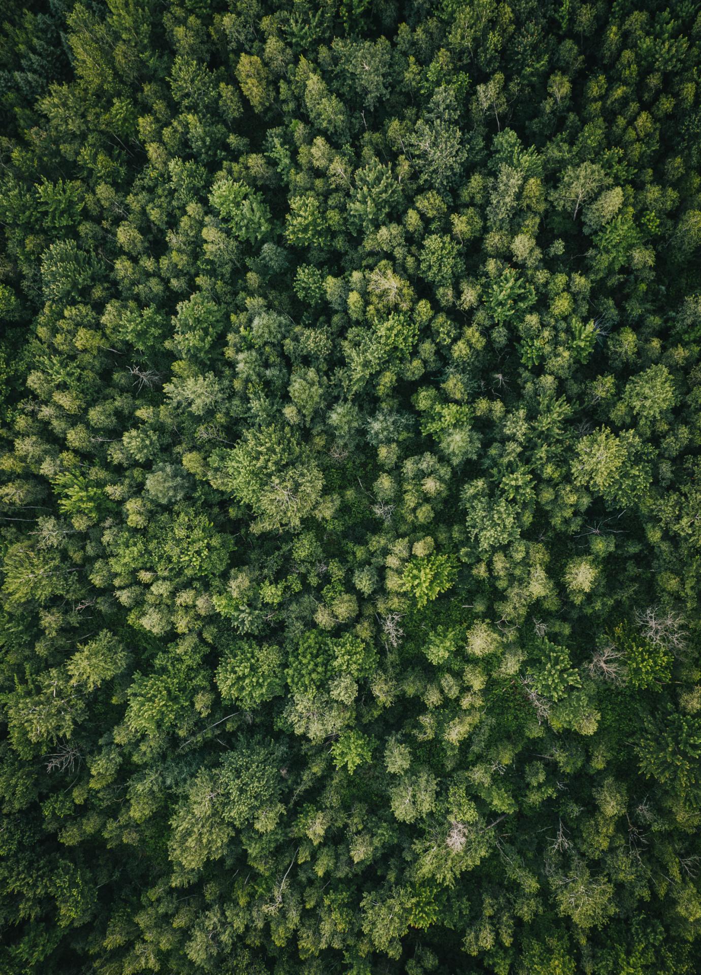 New York Photography Awards Winner - In the middle of the forest