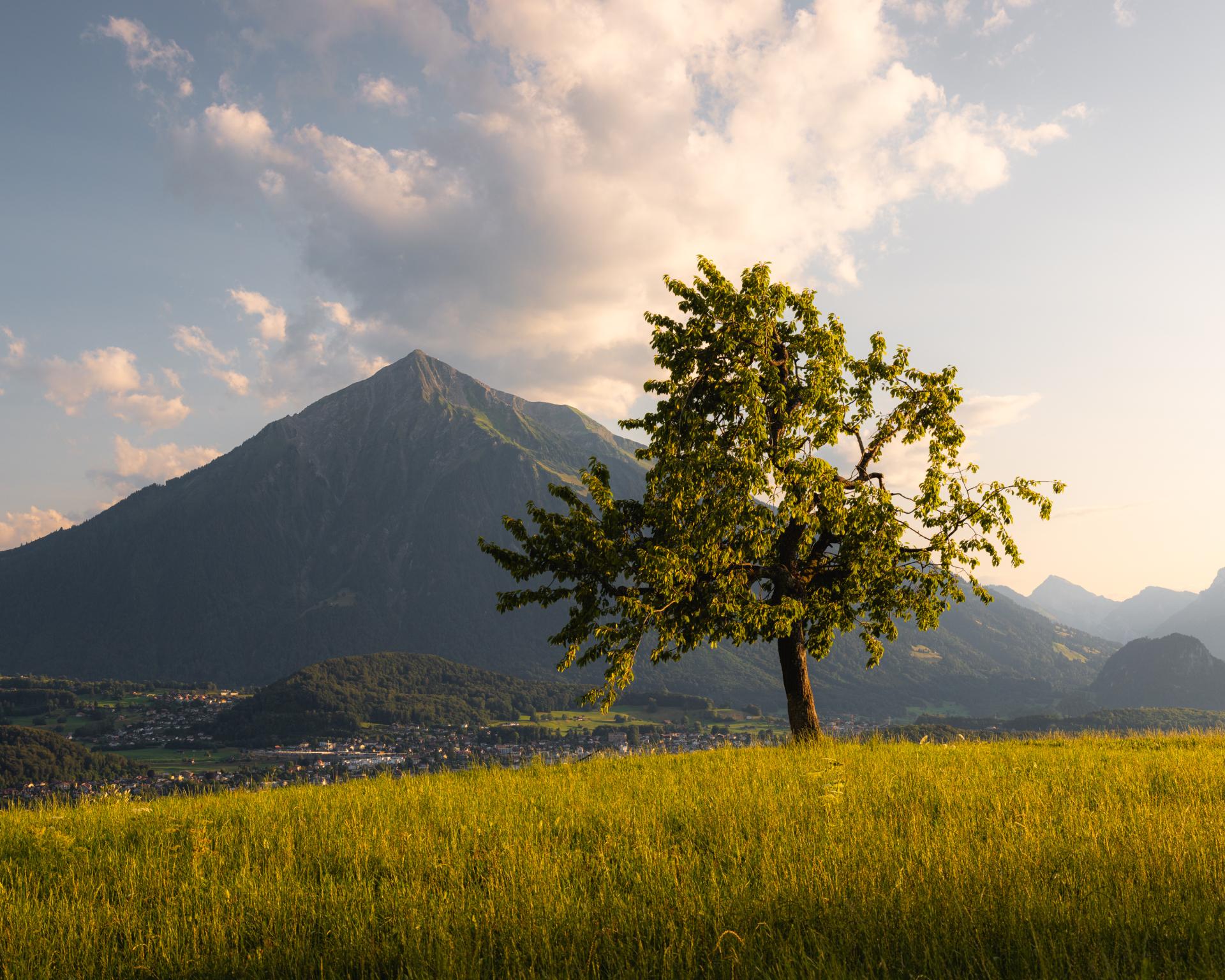 New York Photography Awards Winner - The Swiss Pyramid and a Tree