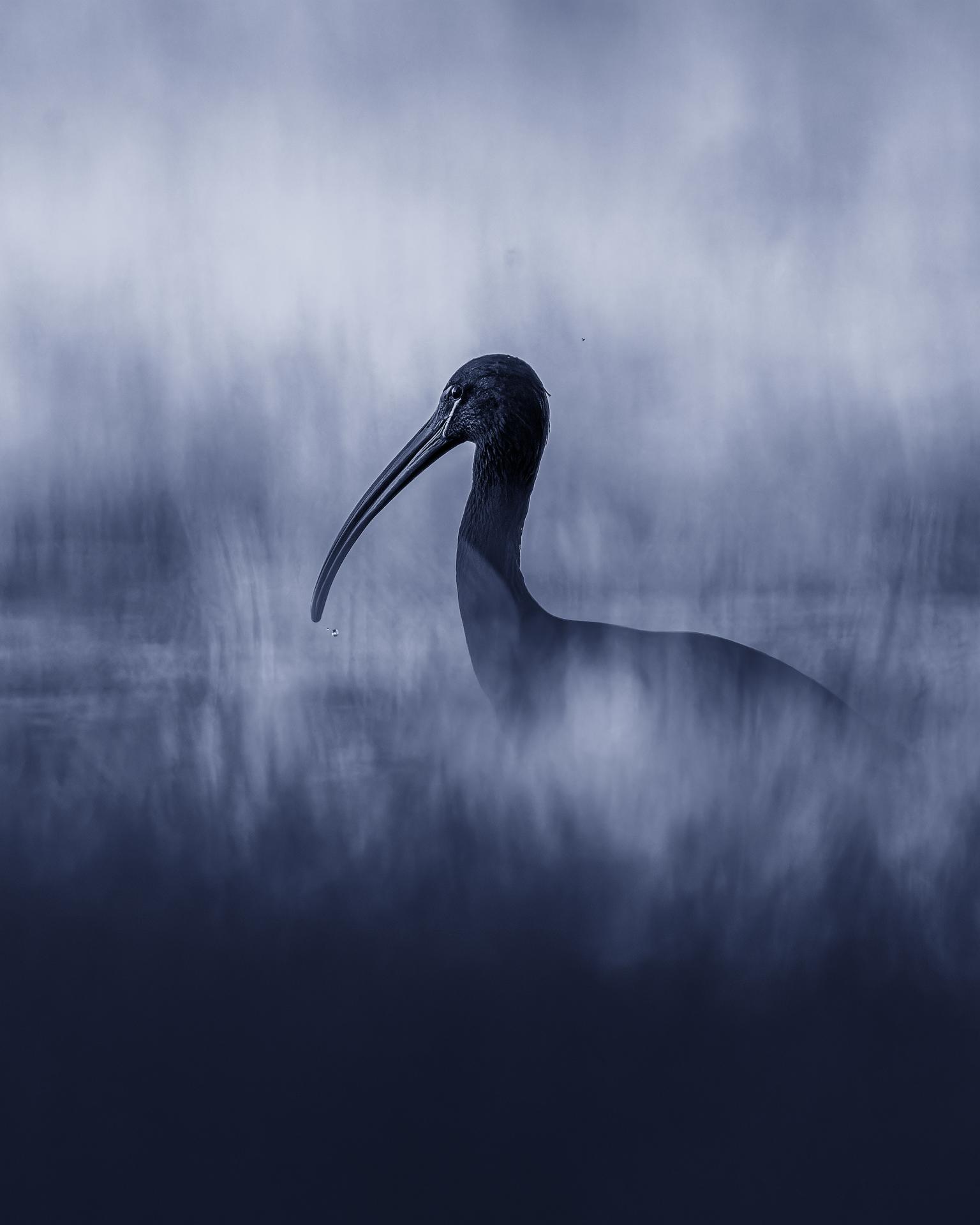 New York Photography Awards Winner - The charcoal Ibis