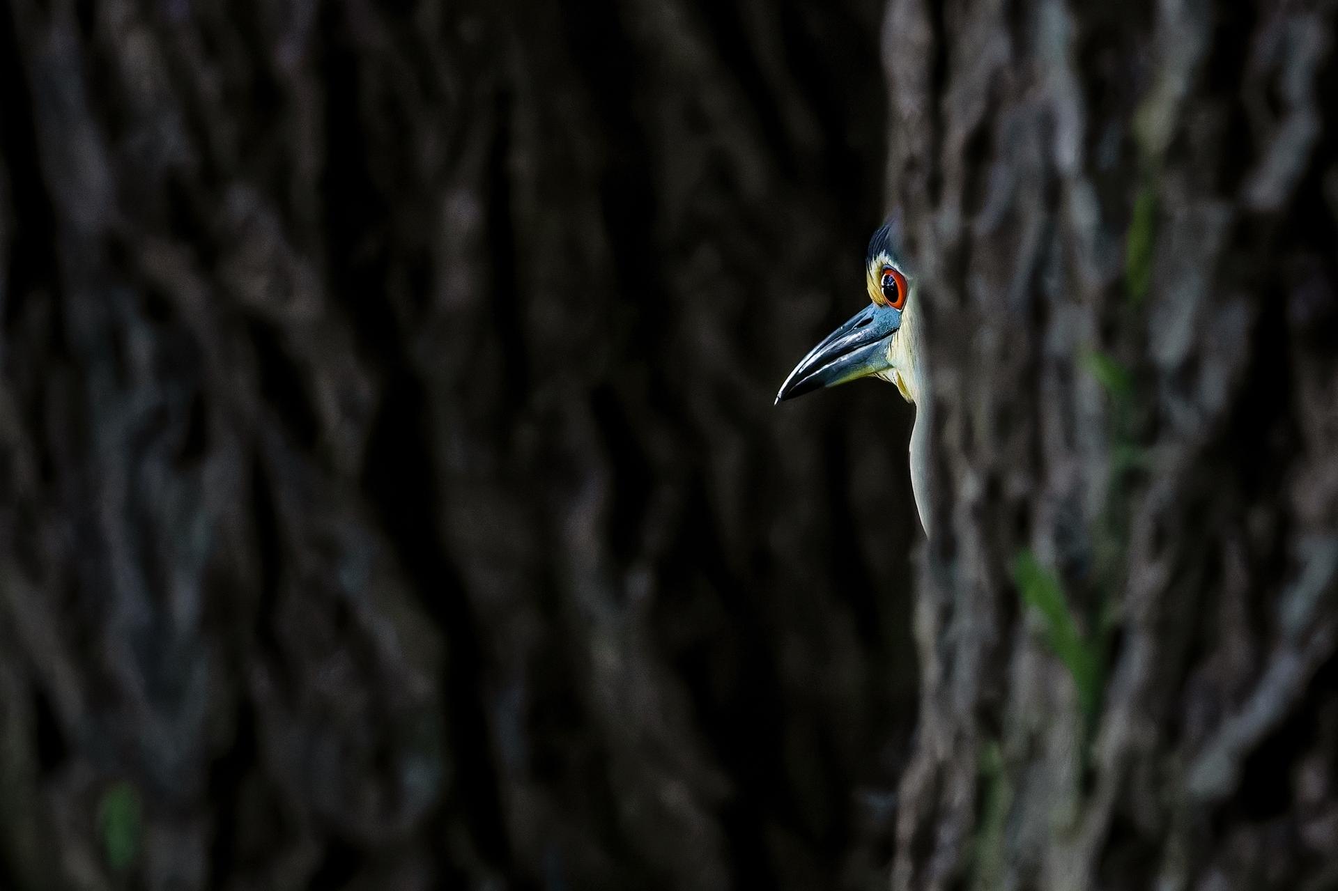 New York Photography Awards Winner - The surreal forest