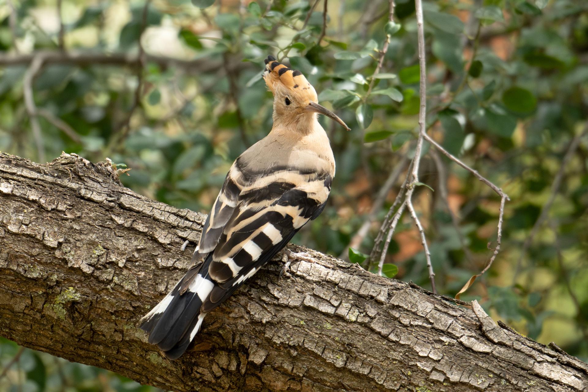 New York Photography Awards Winner - Best Bird