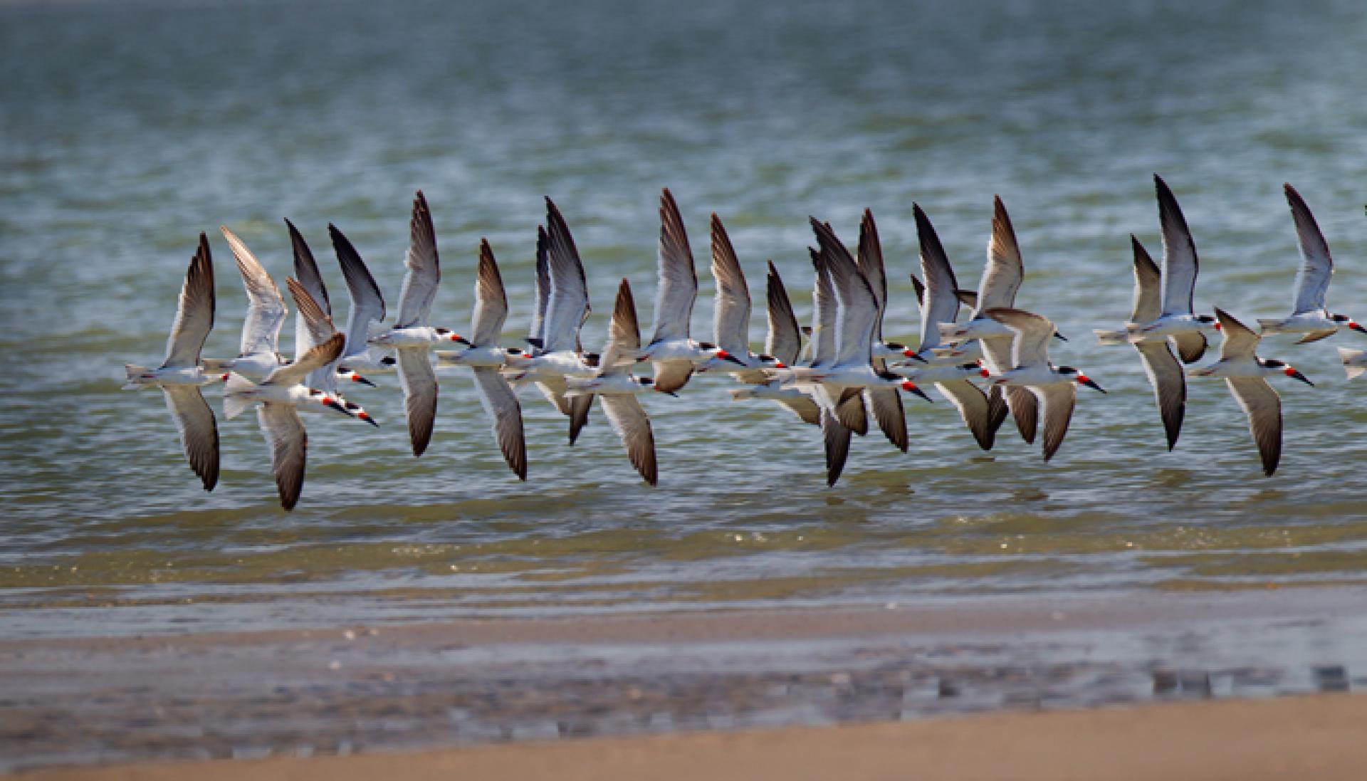 New York Photography Awards Winner - Wings Harmony