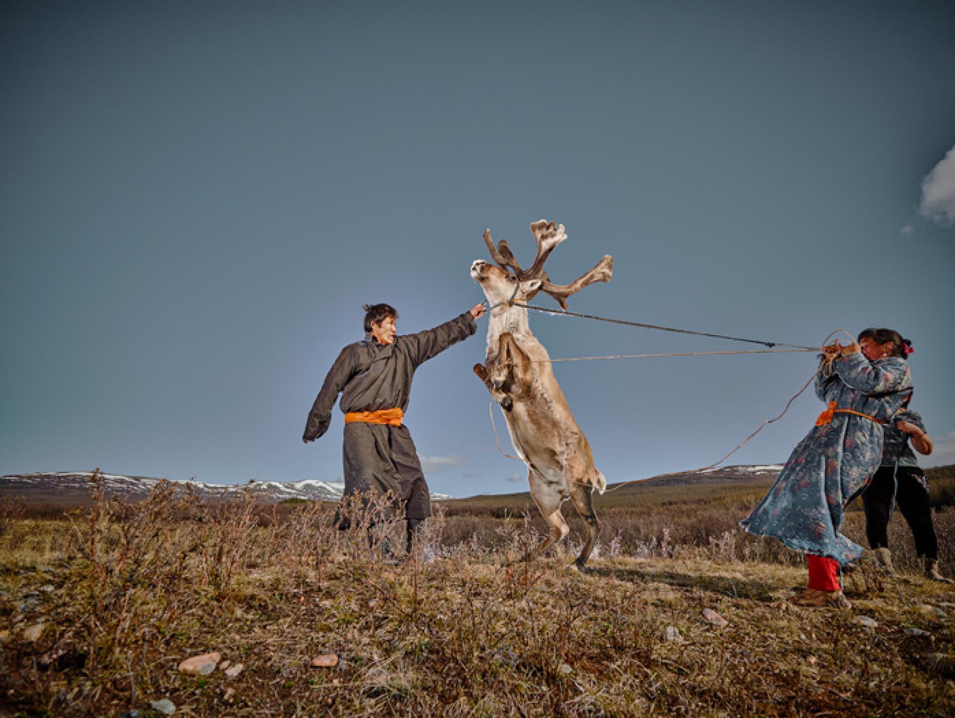 New York Photography Awards Winner - The Wild Reindeer