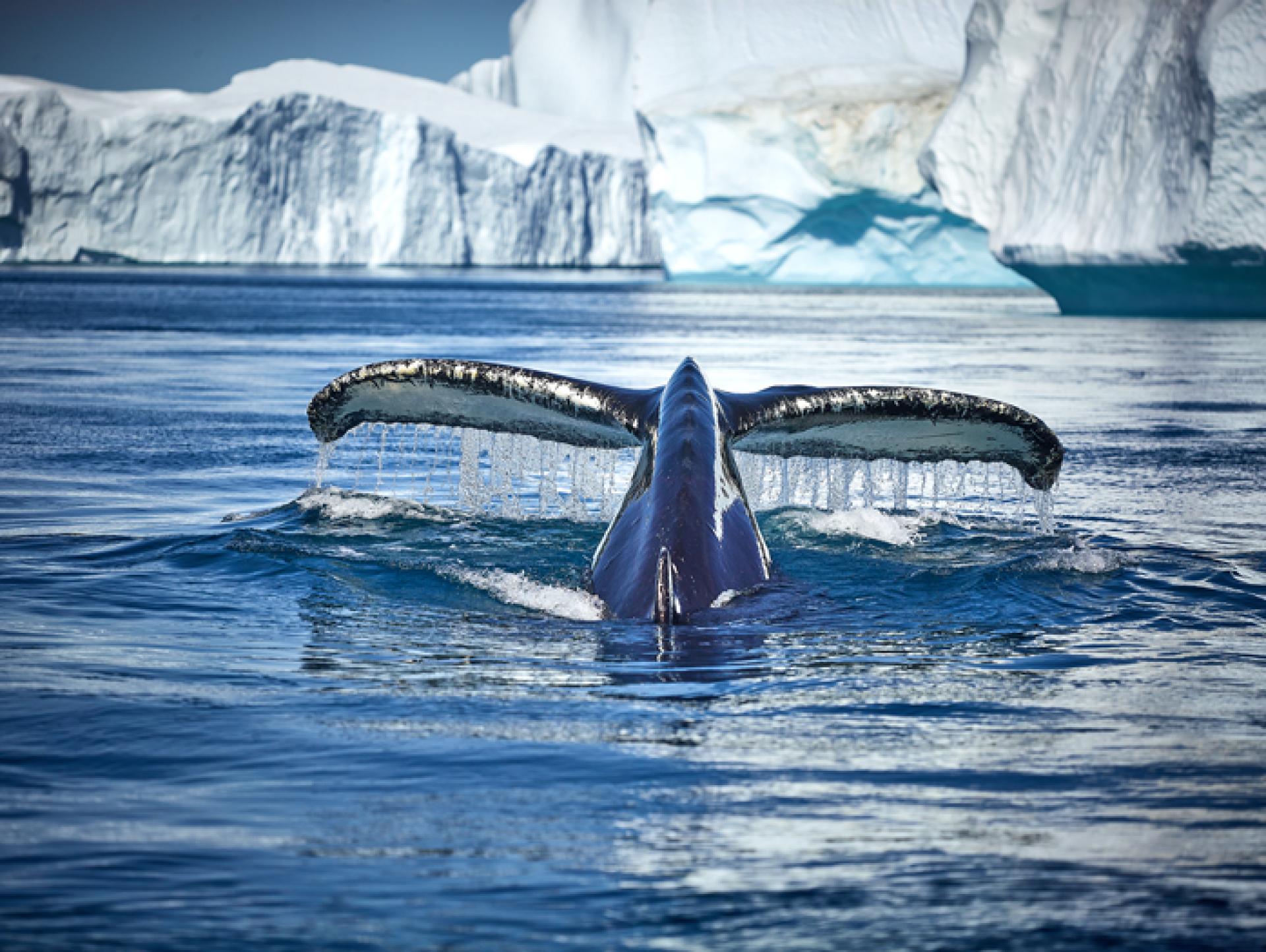 New York Photography Awards Winner - The Beautiful Humpback Whale