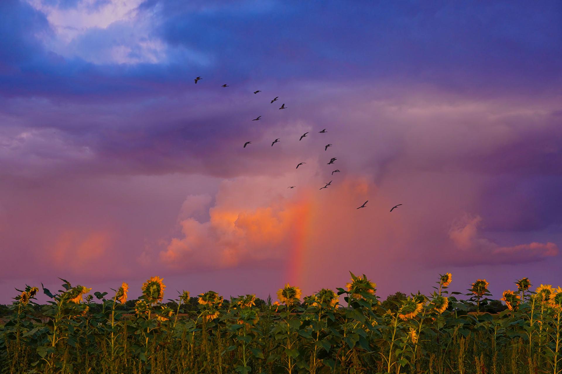 New York Photography Awards Winner - Serene