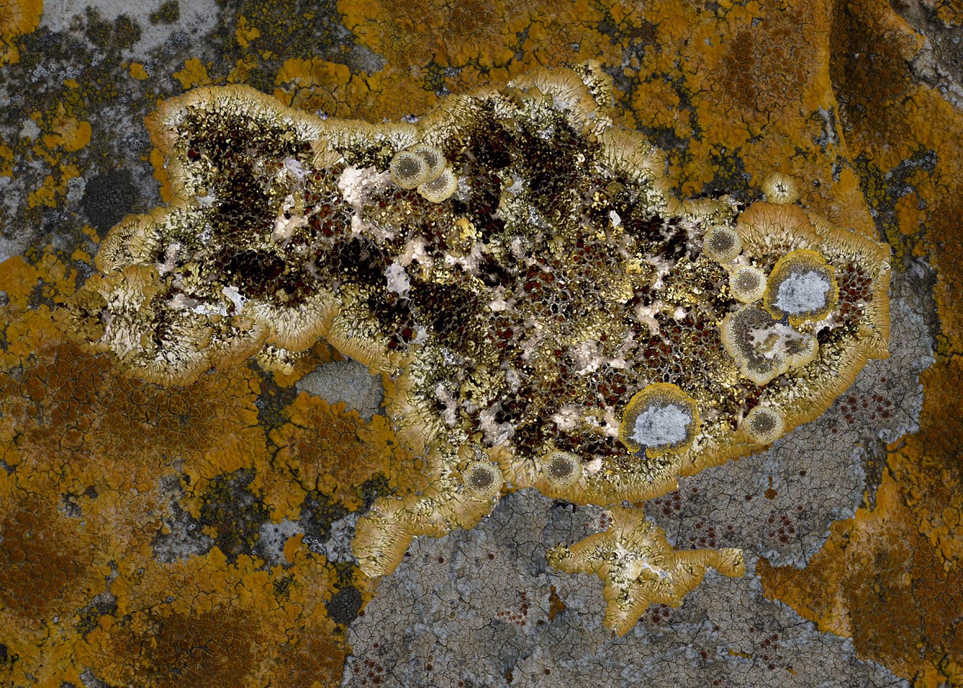 New York Photography Awards Winner - Lichen War Cartography