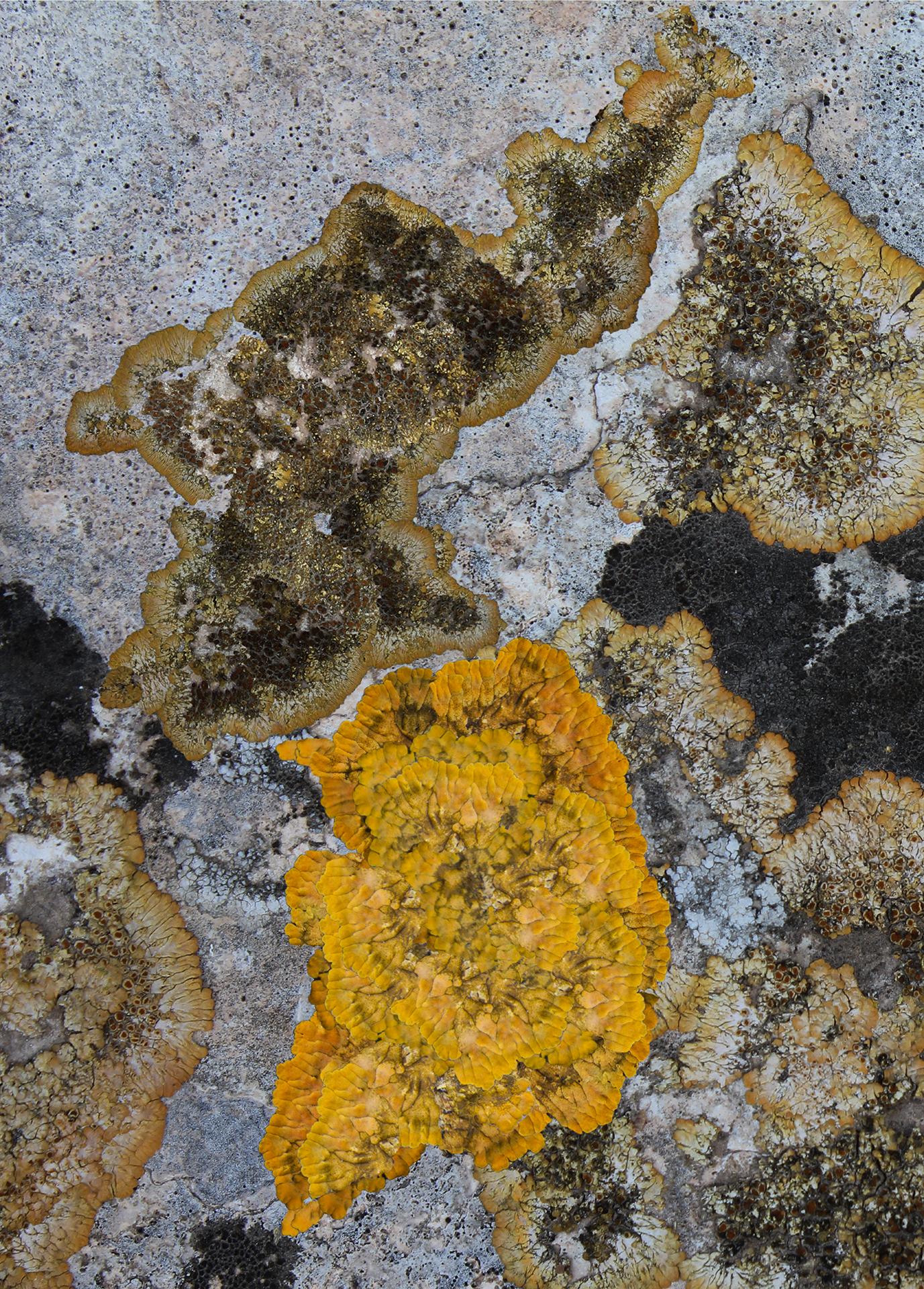 New York Photography Awards Winner - Lichen War Cartography