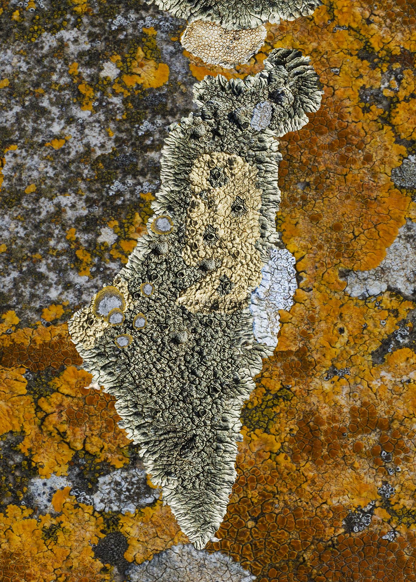 New York Photography Awards Winner - Lichen War Cartography