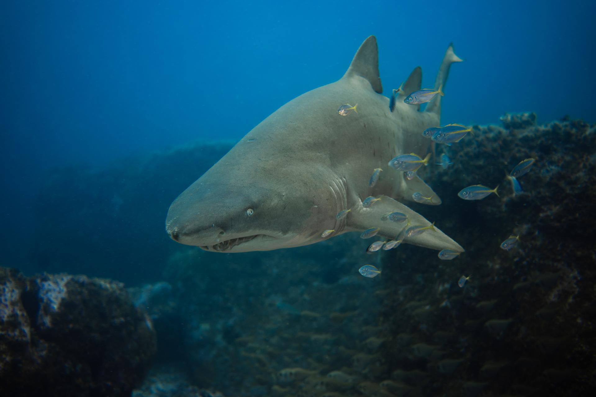 New York Photography Awards Winner - Grey Nurse Shark