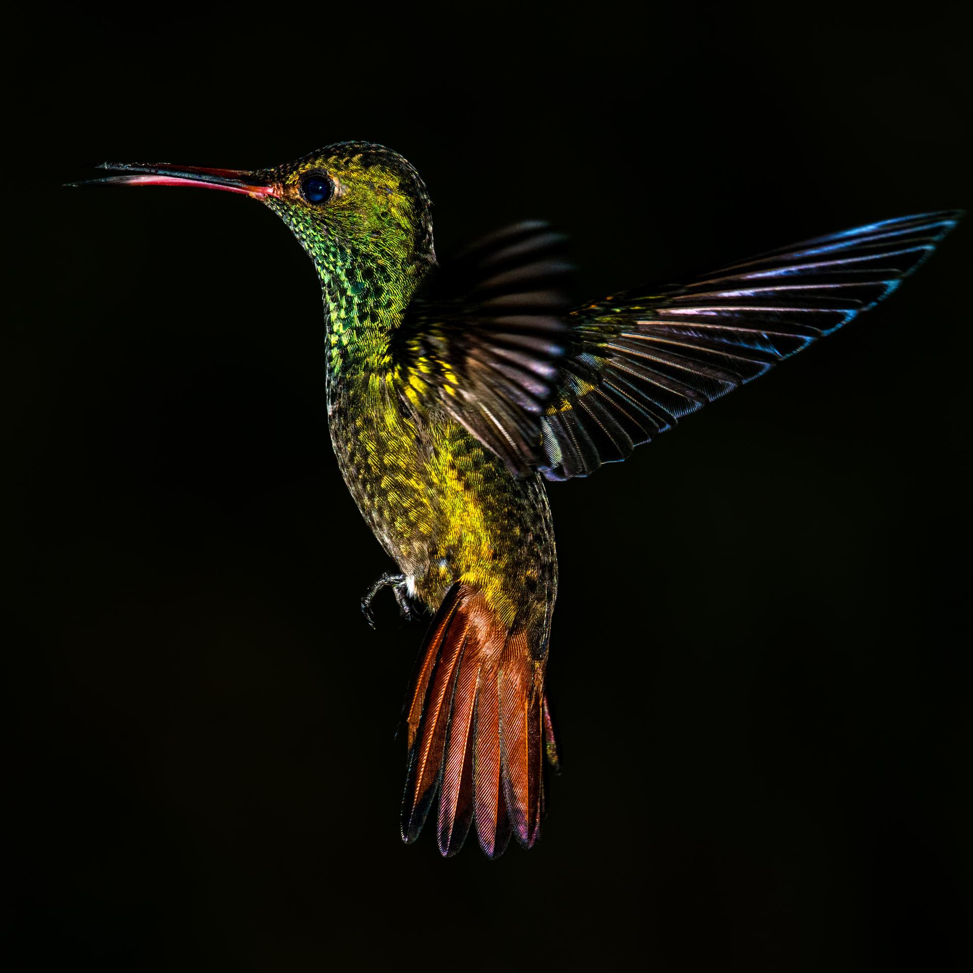 New York Photography Awards Winner - Emerald Elegance: A Hummingbird's Grace in the Shadows