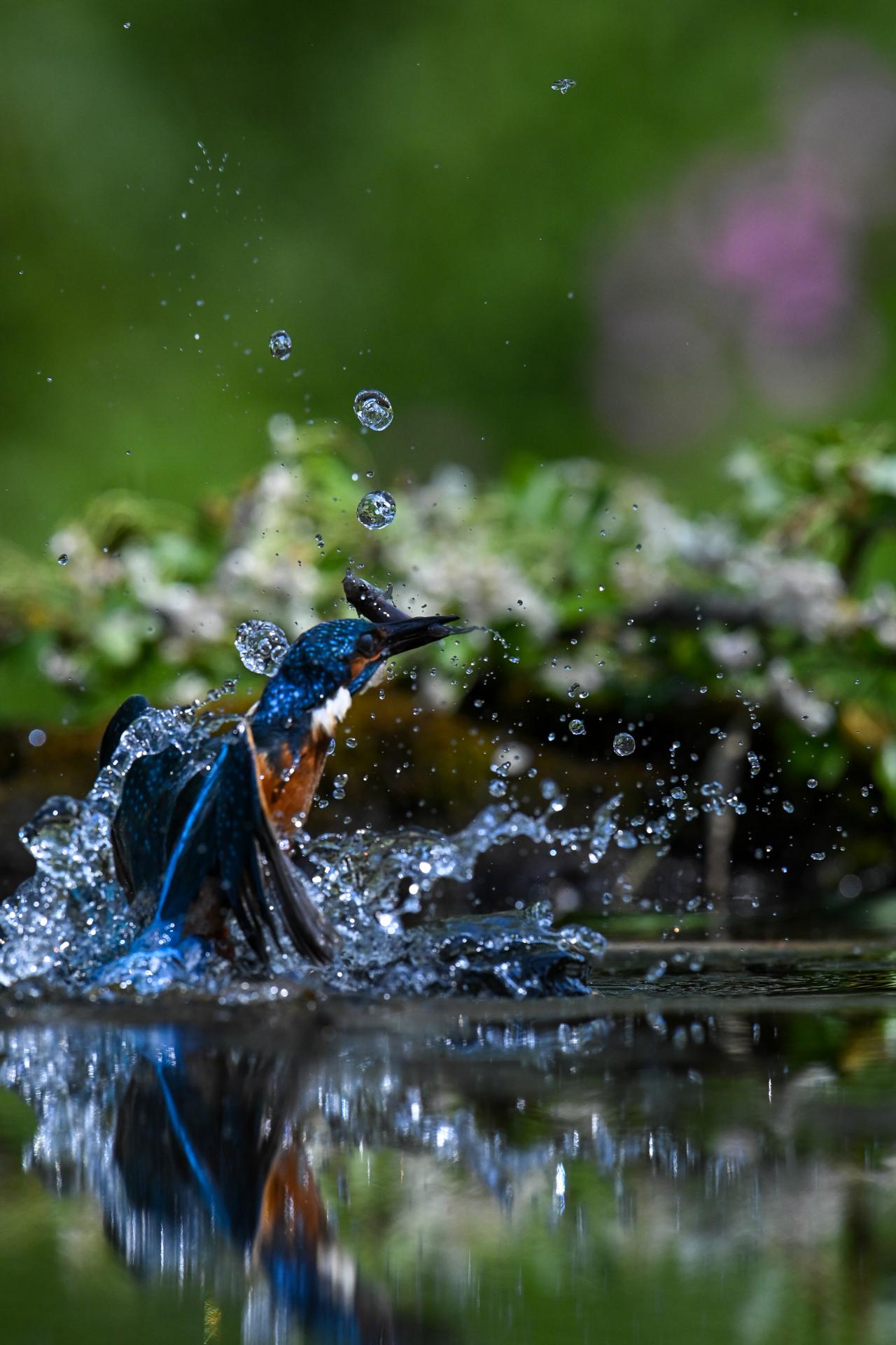 New York Photography Awards Winner - Splashdance: Kingfisher's Aquatic Ballet