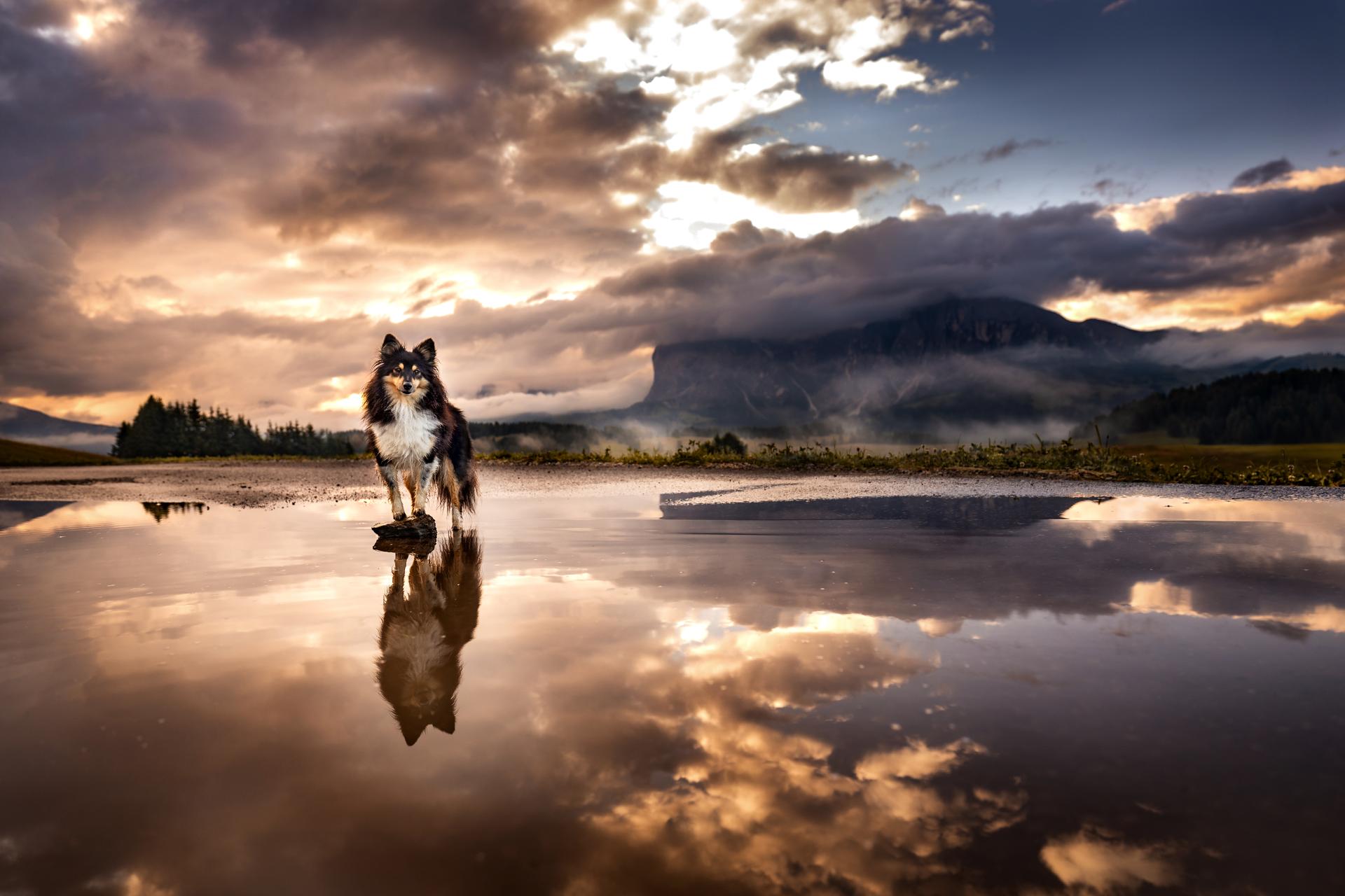 New York Photography Awards Winner - Peaks and Paws: Shelties Conquer the Mountain Heights