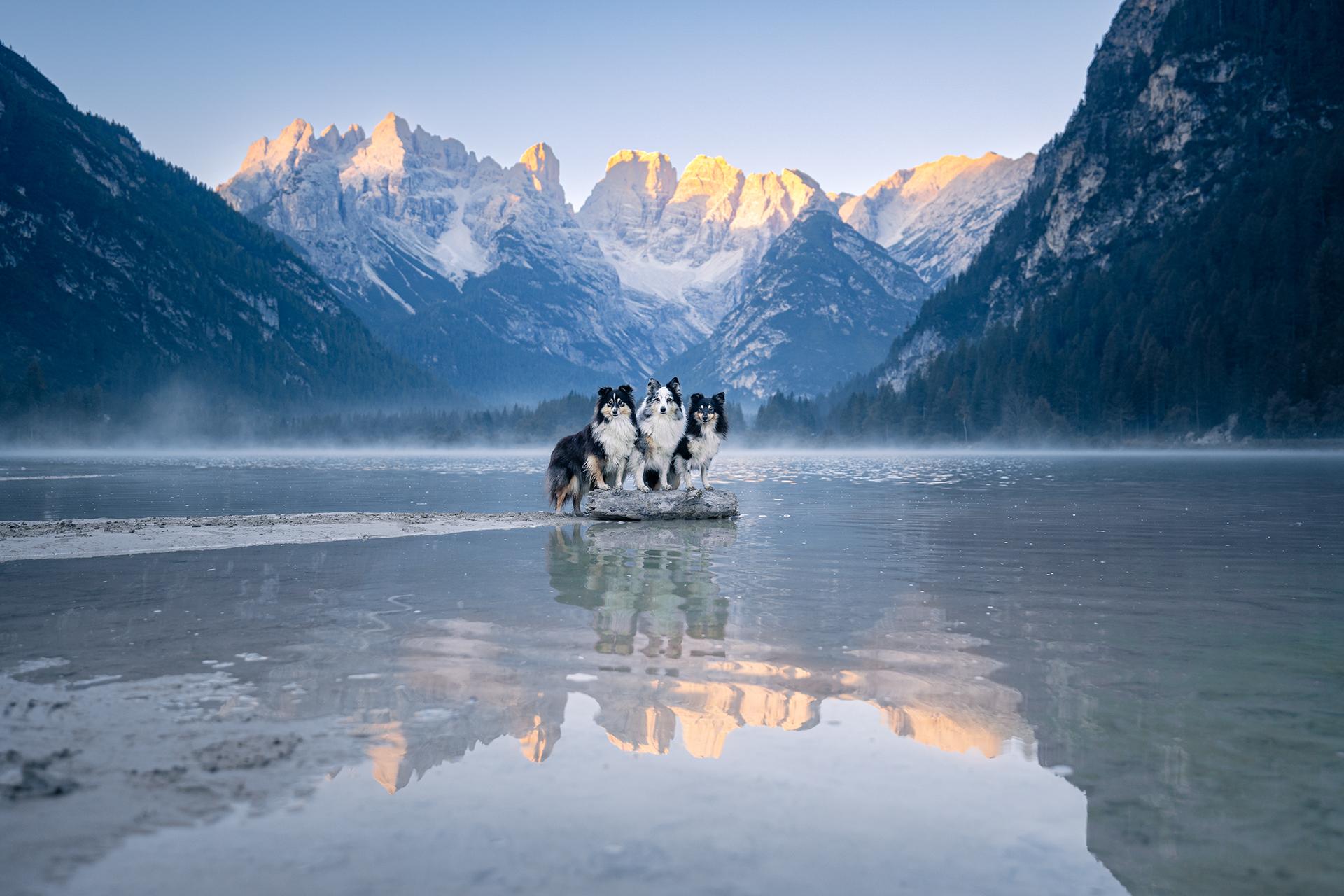 New York Photography Awards Winner - Peaks and Paws: Shelties Conquer the Mountain Heights