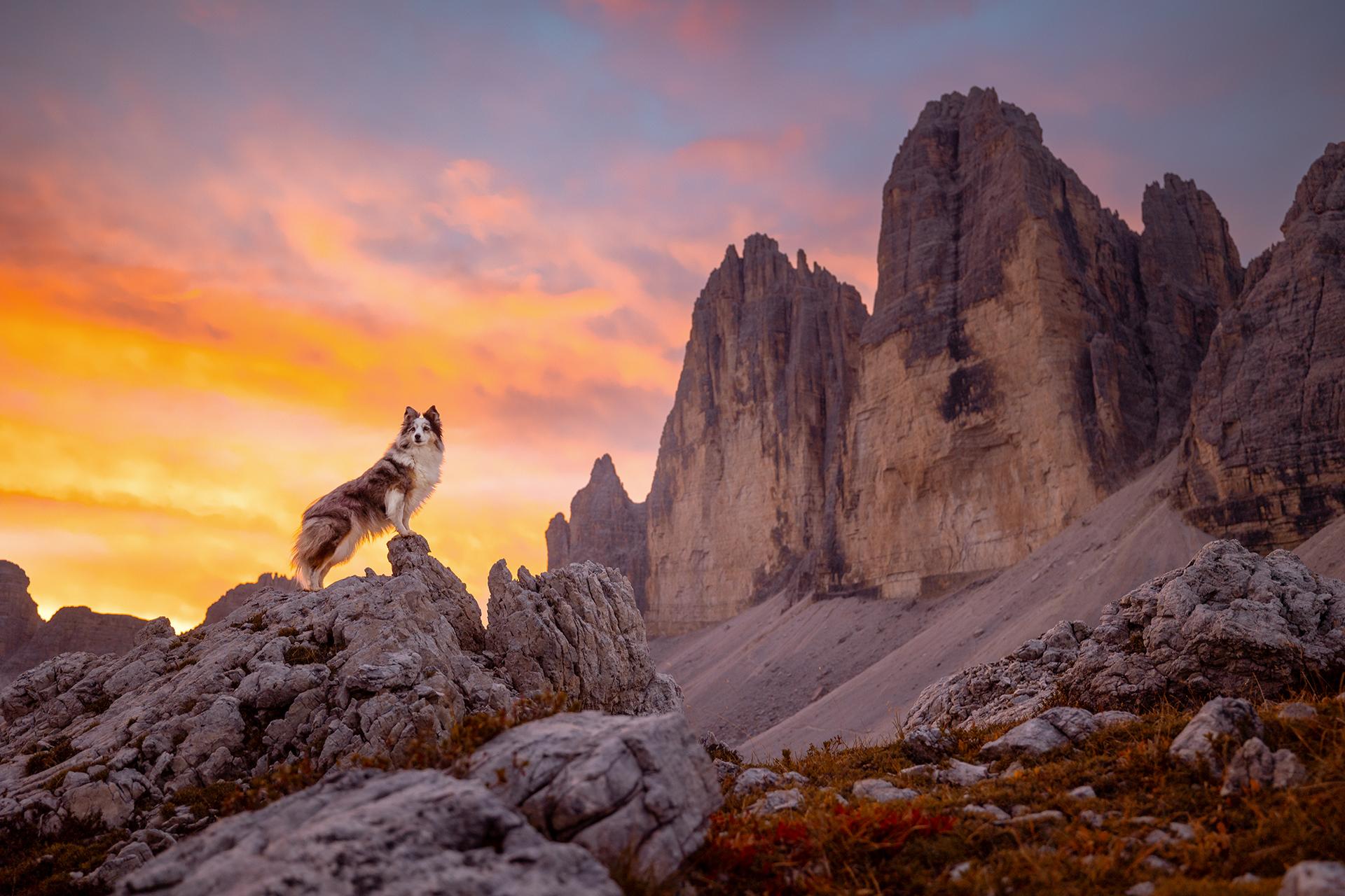 New York Photography Awards Winner - Peaks and Paws: Shelties Conquer the Mountain Heights