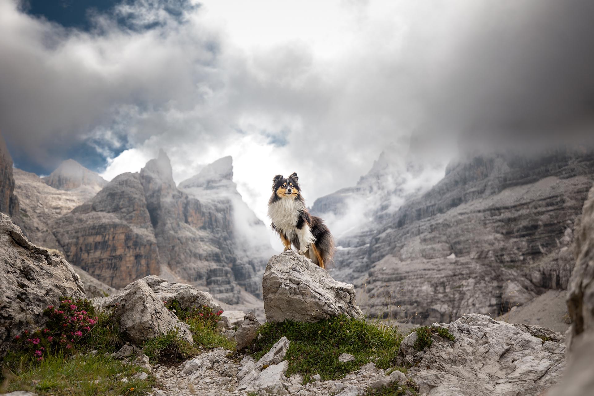 New York Photography Awards Winner - Peaks and Paws: Shelties Conquer the Mountain Heights