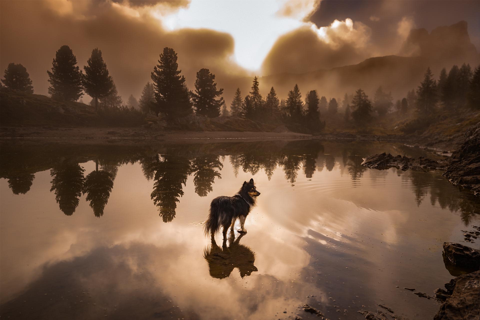 New York Photography Awards Winner - Peaks and Paws: Shelties Conquer the Mountain Heights