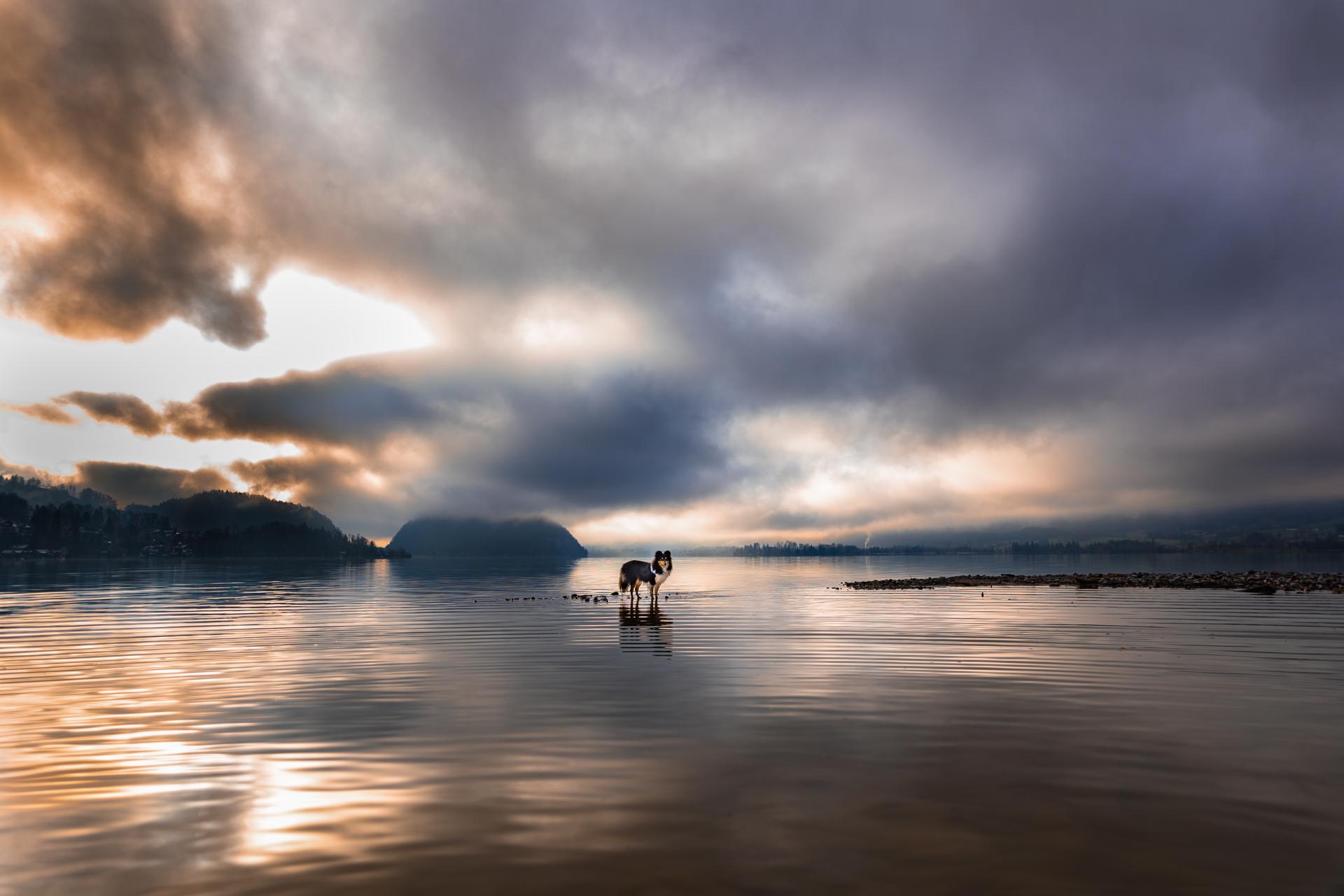 New York Photography Awards Winner - Peaks and Paws: Shelties Conquer the Mountain Heights