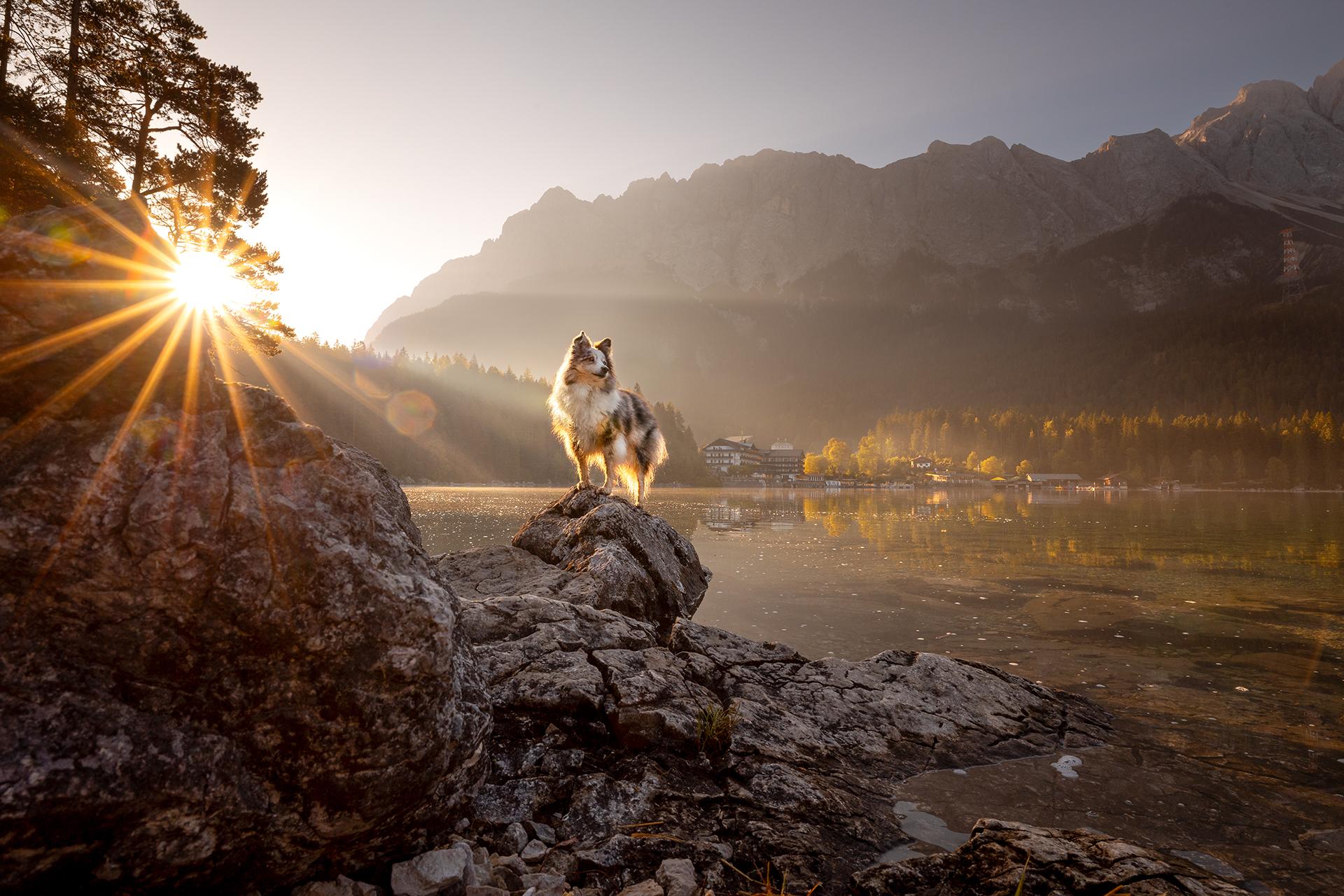 New York Photography Awards Winner - Peaks and Paws: Shelties Conquer the Mountain Heights