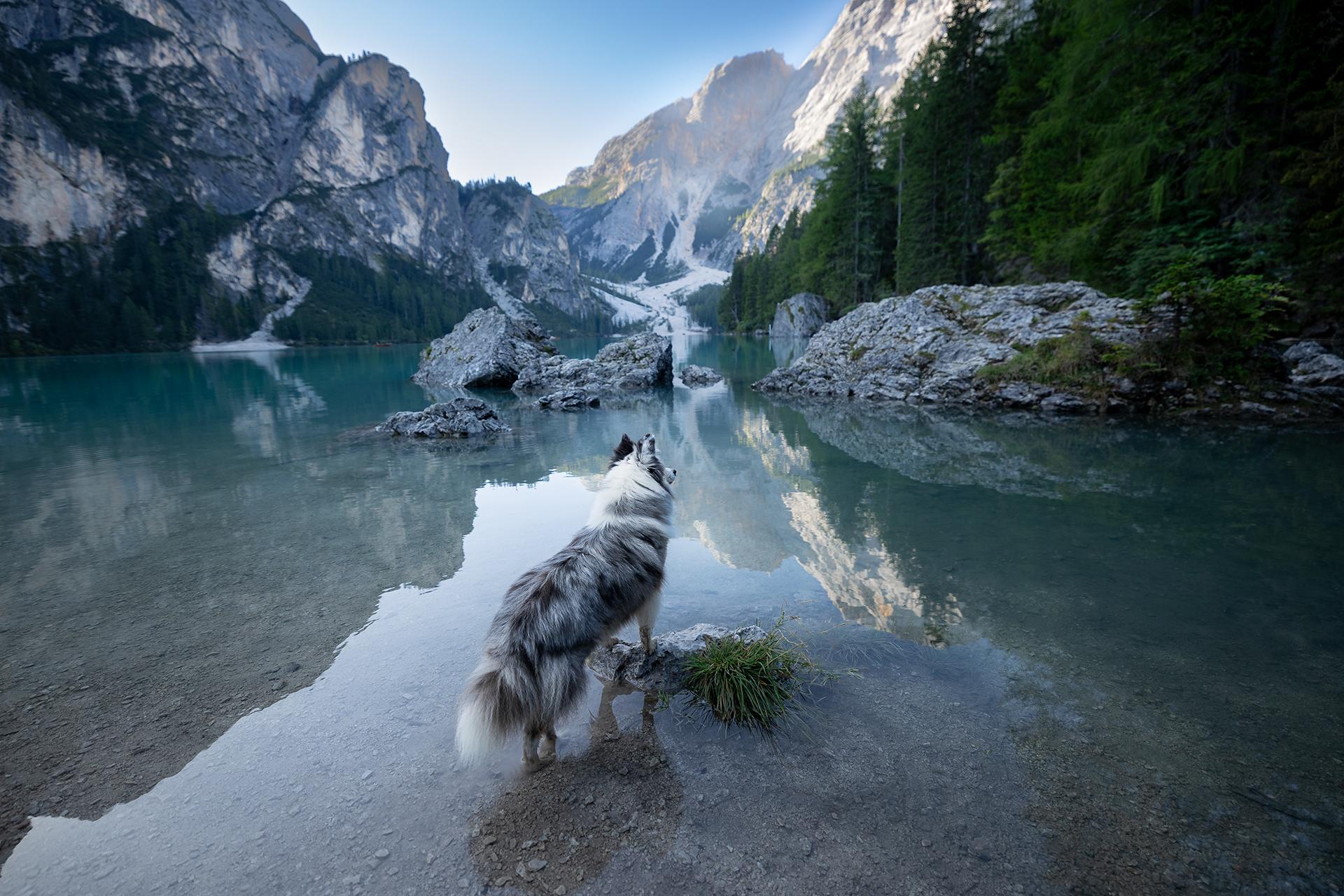 New York Photography Awards Winner - Peaks and Paws: Shelties Conquer the Mountain Heights