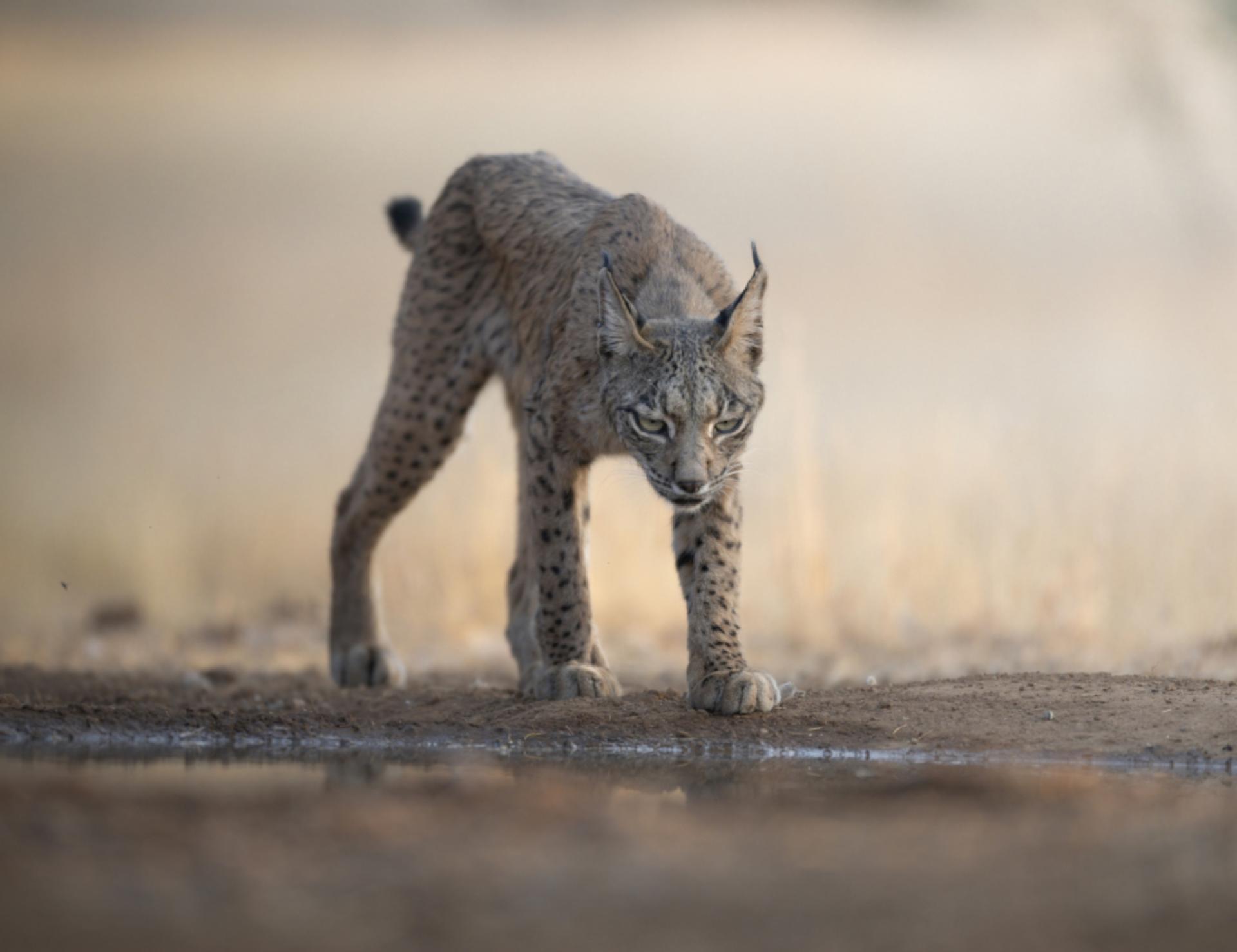 New York Photography Awards Winner - IBERIAN LYNX, SYMBOL OF SPAIN