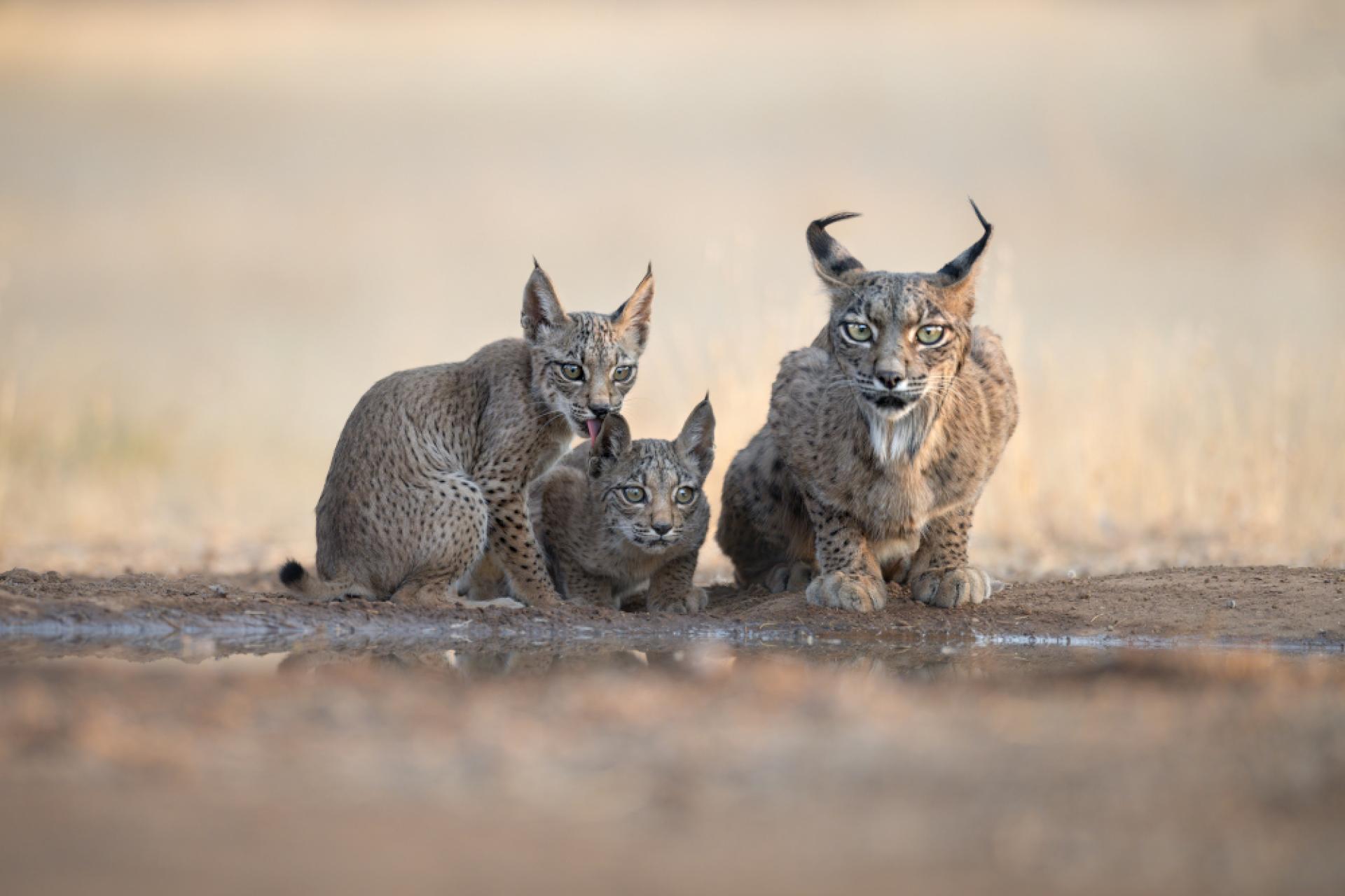 New York Photography Awards Winner - IBERIAN LYNX, SYMBOL OF SPAIN