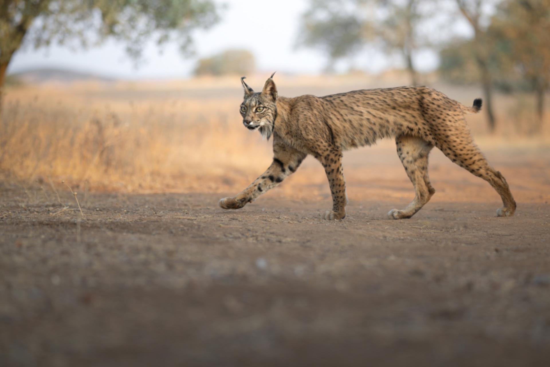 New York Photography Awards Winner - IBERIAN LYNX, SYMBOL OF SPAIN