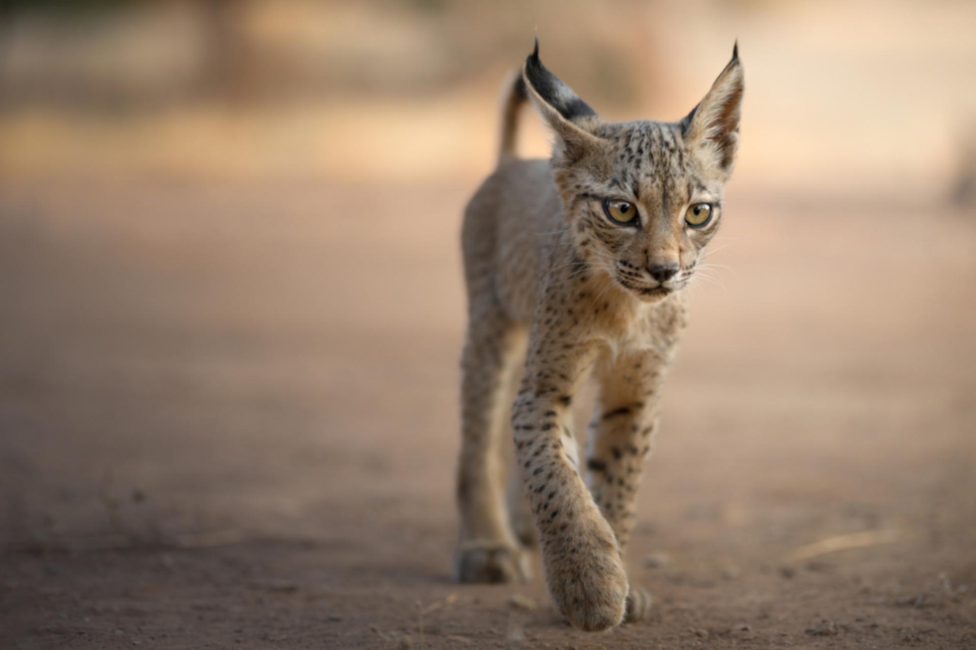 New York Photography Awards Winner - IBERIAN LYNX, SYMBOL OF SPAIN