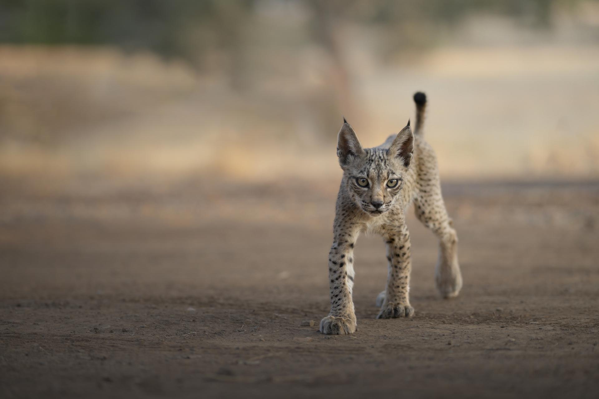 New York Photography Awards Winner - IBERIAN LYNX, SYMBOL OF SPAIN