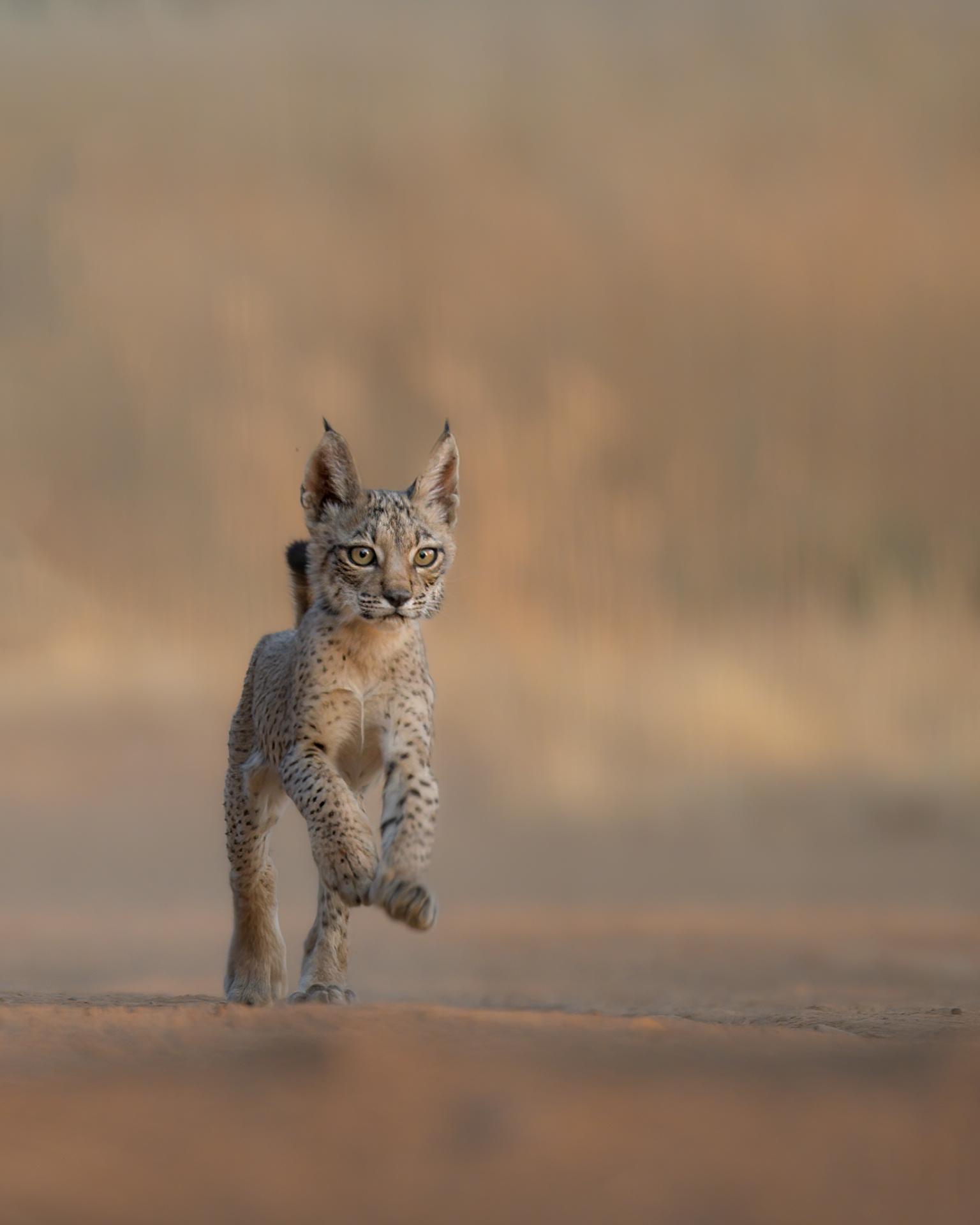 New York Photography Awards Winner - IBERIAN LYNX, SYMBOL OF SPAIN