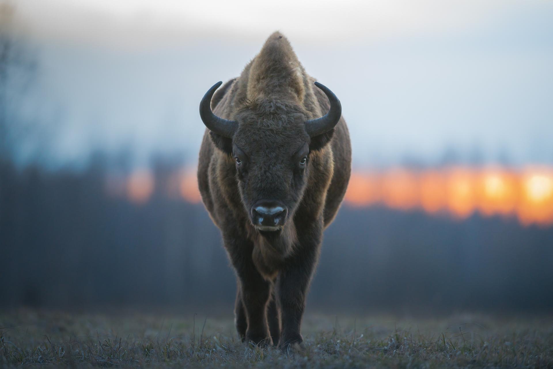 New York Photography Awards Winner - The grandeur of the bison