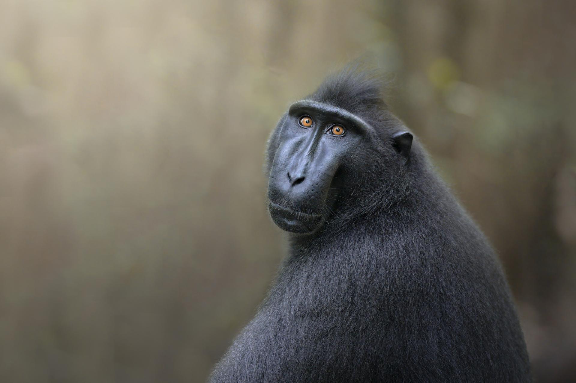 New York Photography Awards Winner - Human gaze of a primate