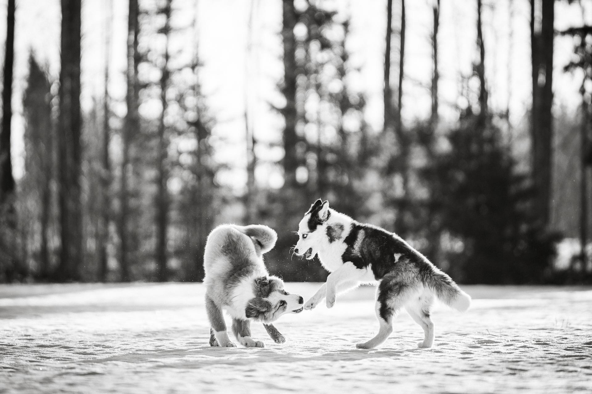 New York Photography Awards Winner - Sibling love