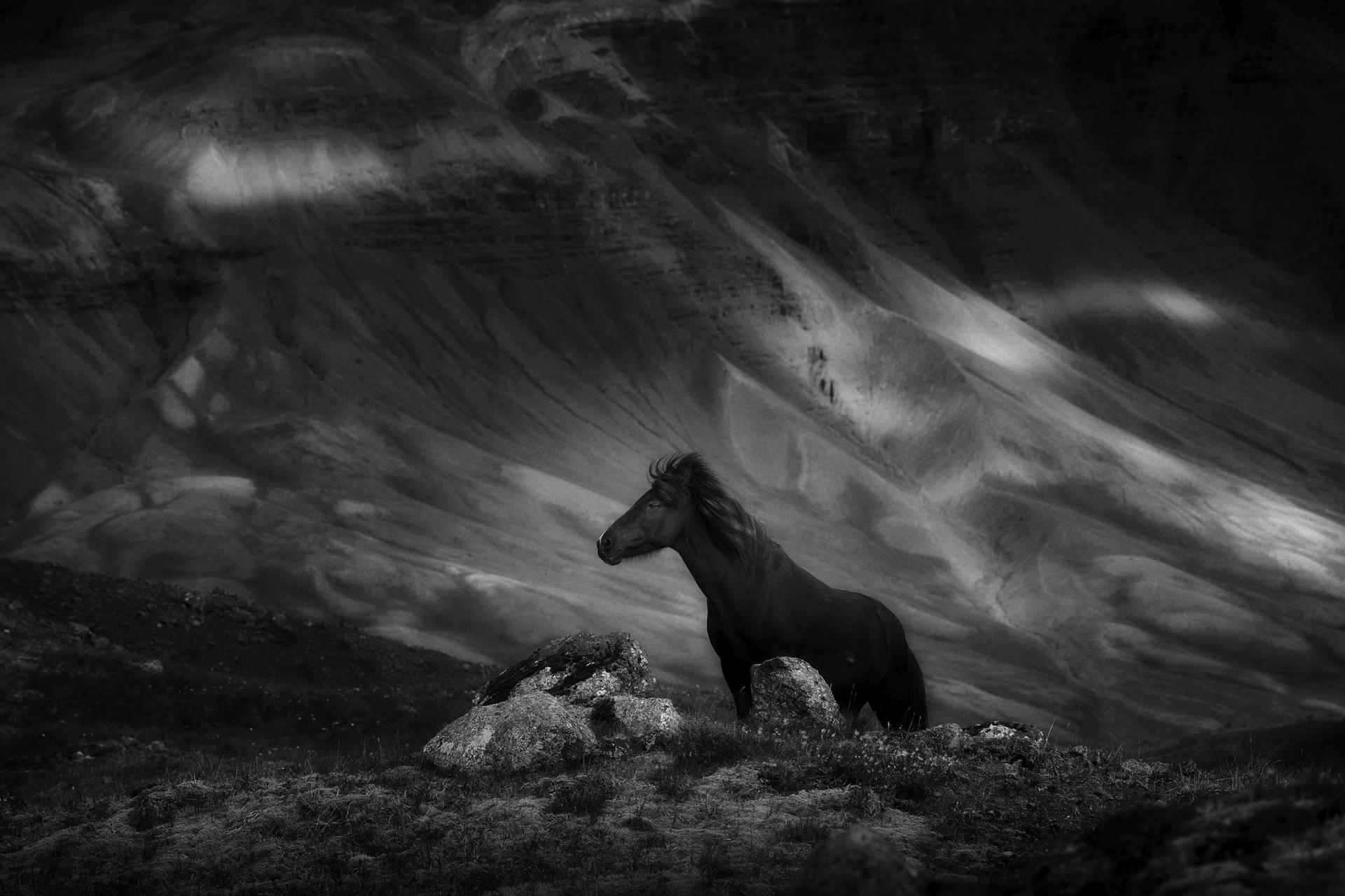 New York Photography Awards Winner - The Mountain Horse