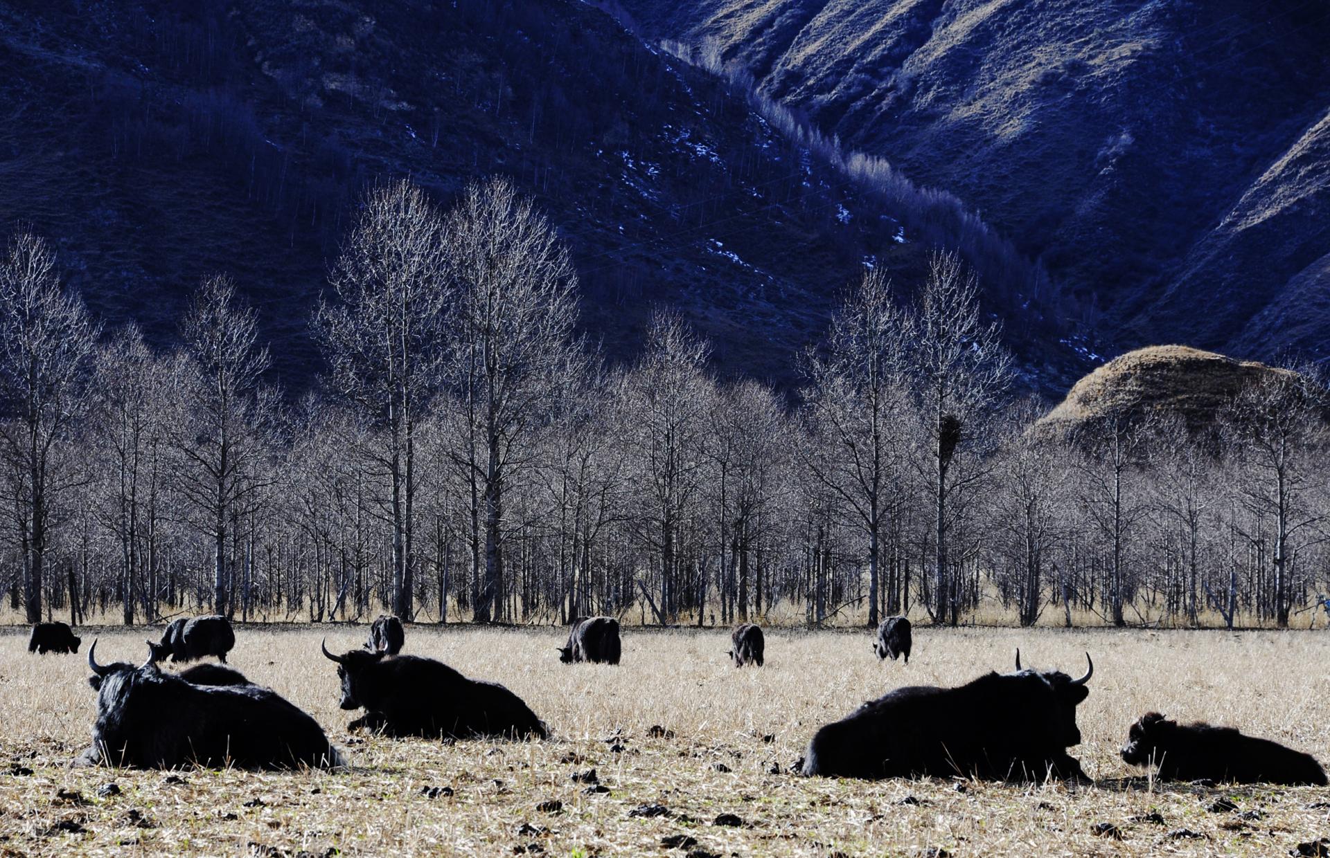 New York Photography Awards Winner - Lovely Encounter