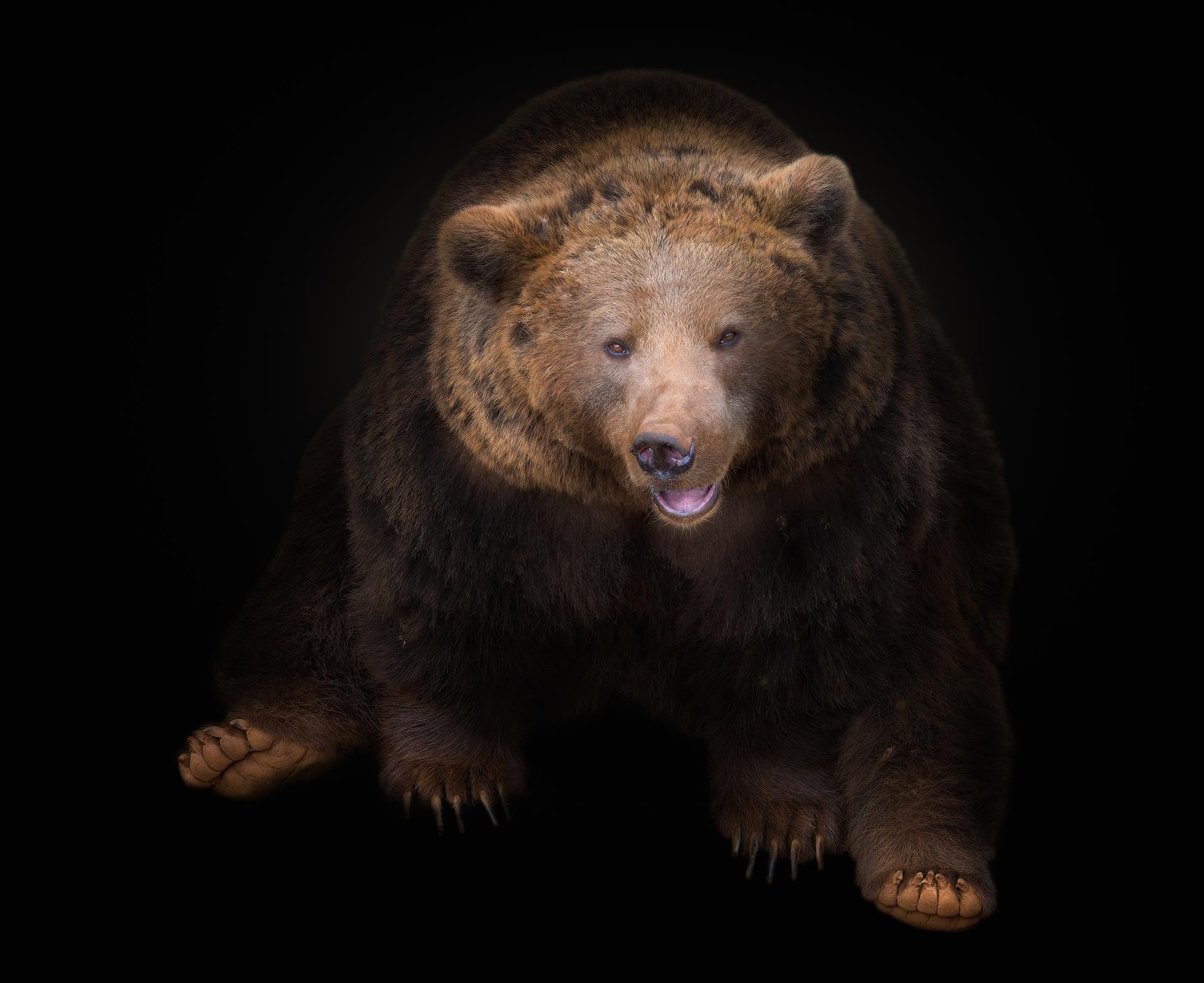 New York Photography Awards Winner - The Bear