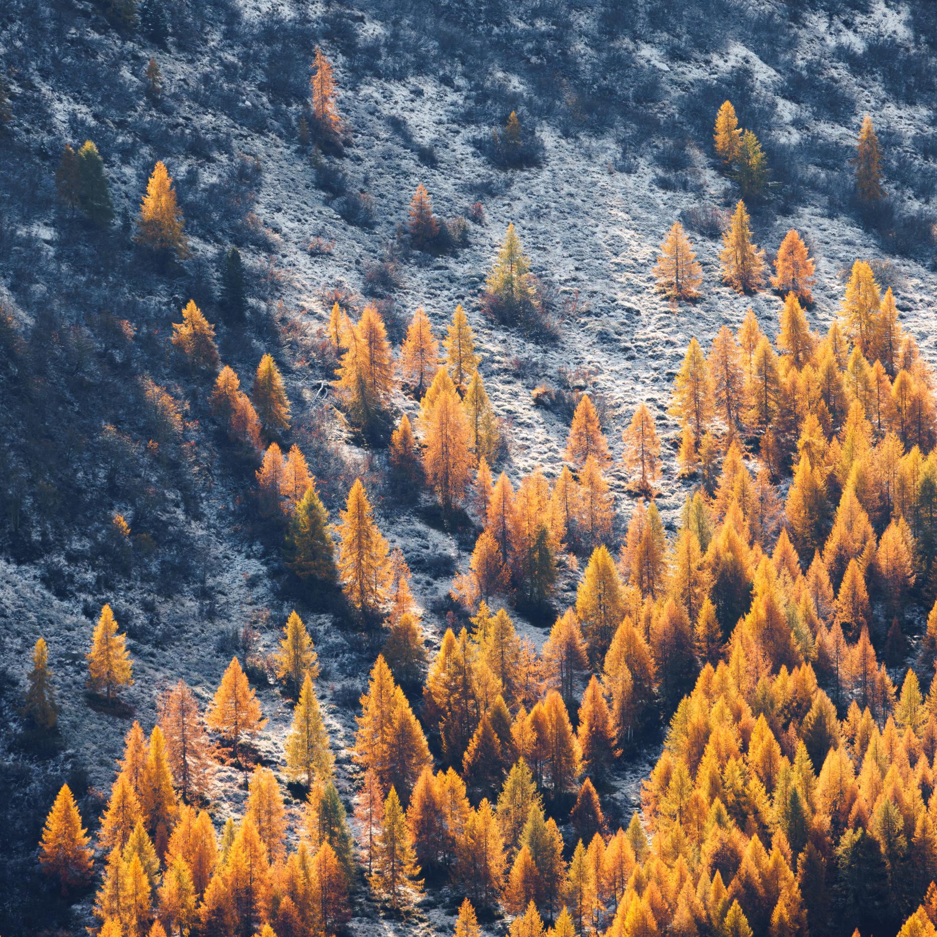 New York Photography Awards Winner - Winter Meets Autumn