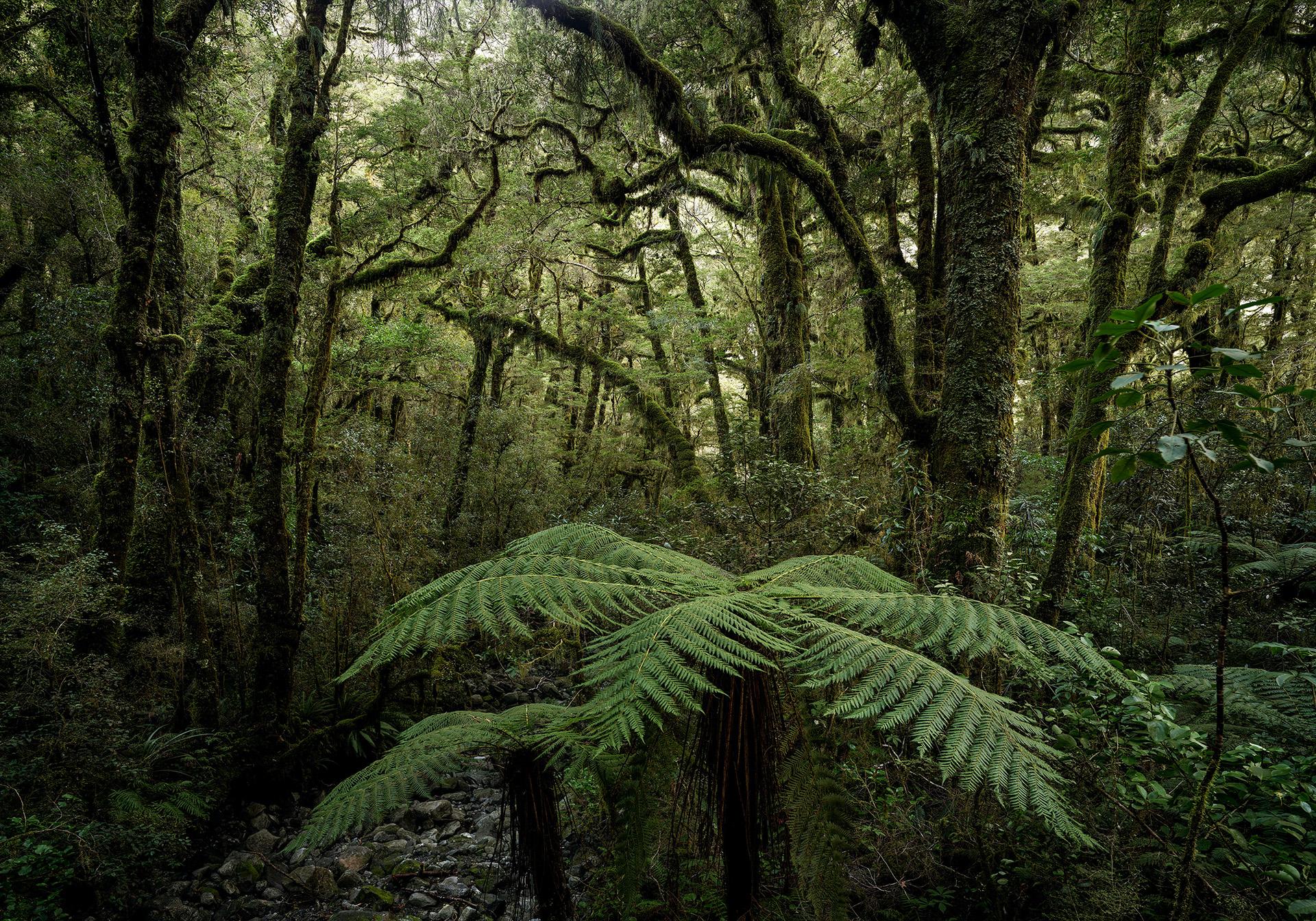 New York Photography Awards Winner - Ponga