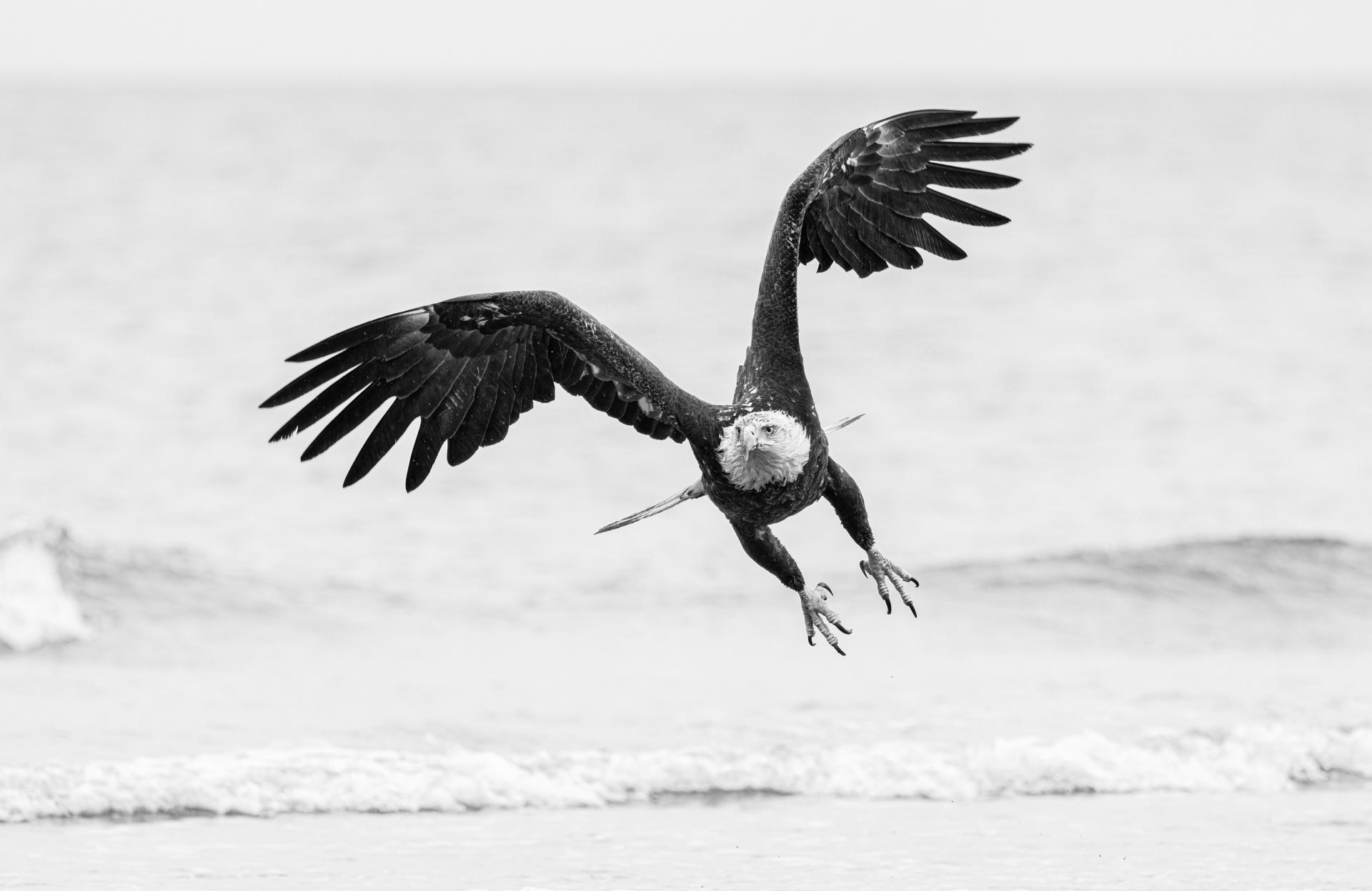 New York Photography Awards Winner - Free Bird