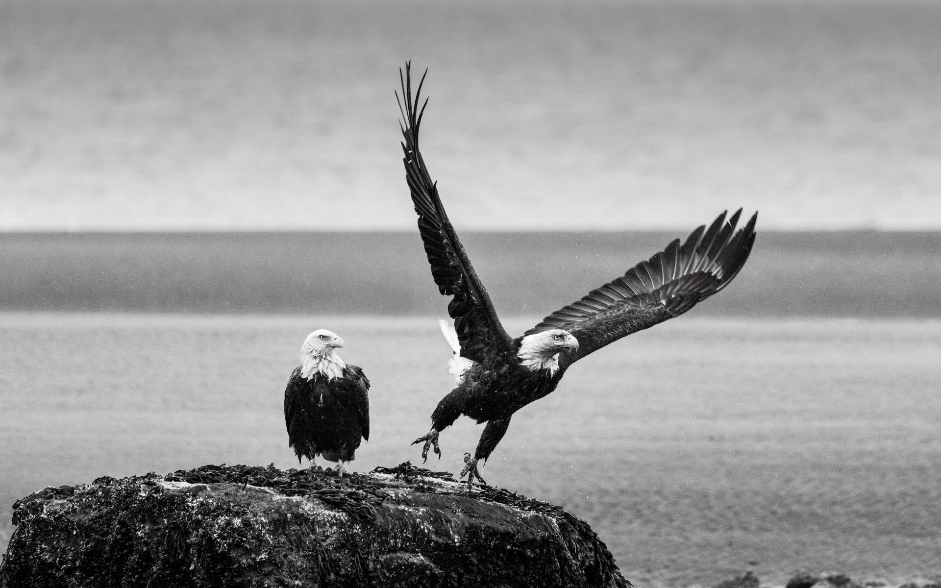 New York Photography Awards Winner - Free Bird