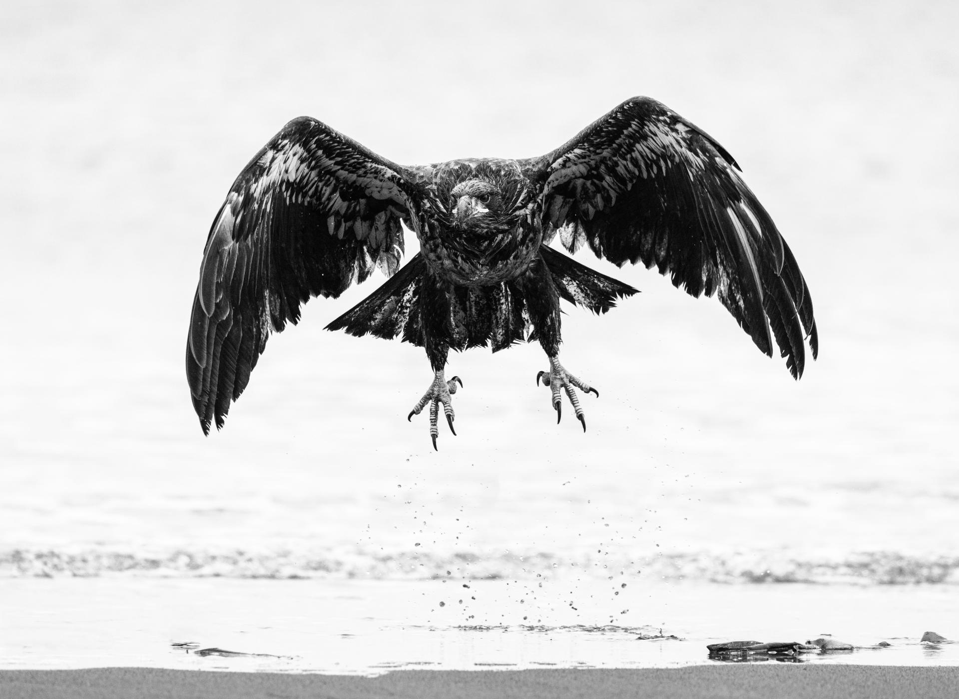 New York Photography Awards Winner - Free Bird