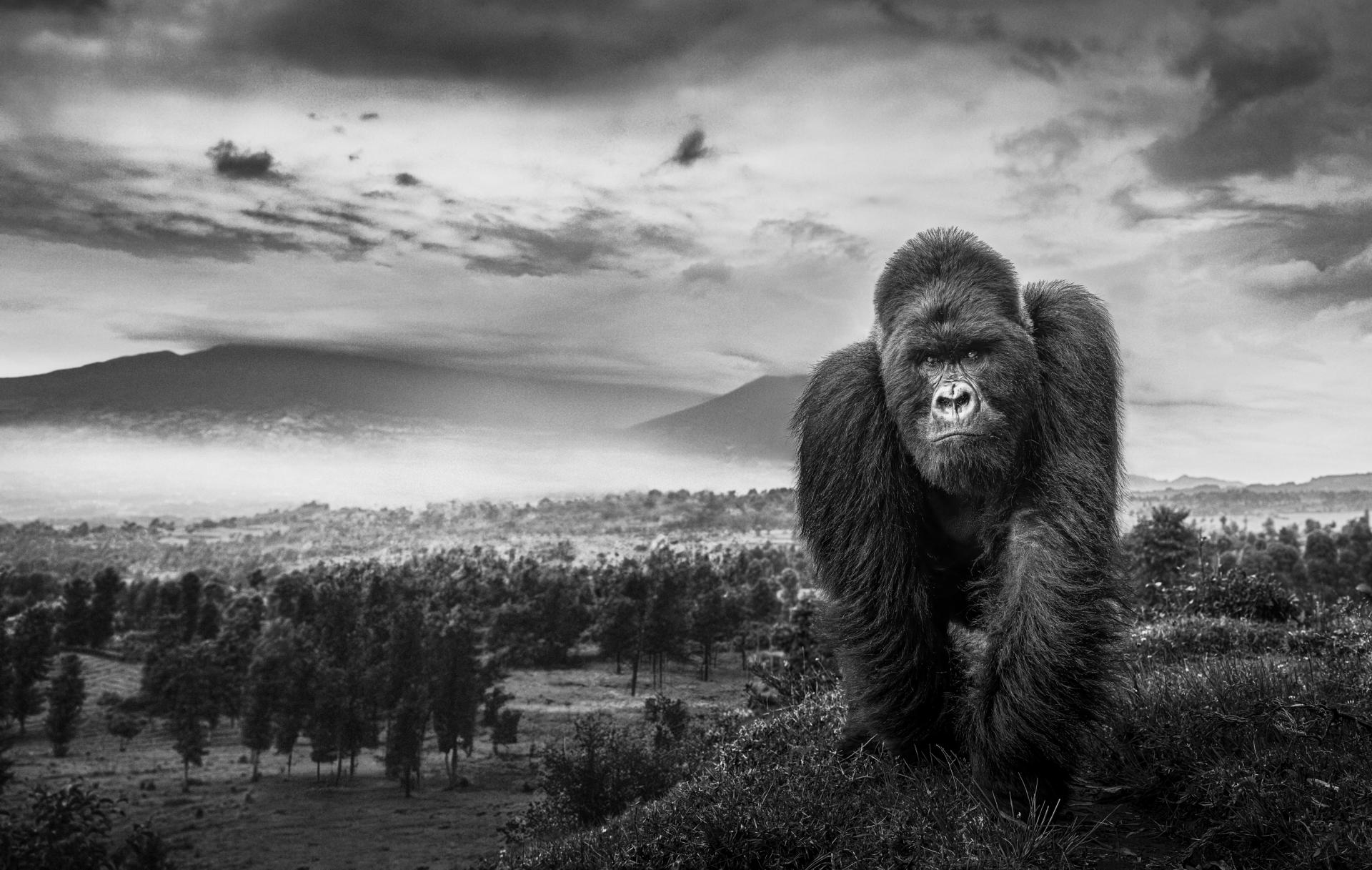 New York Photography Awards Winner - Born to Lead