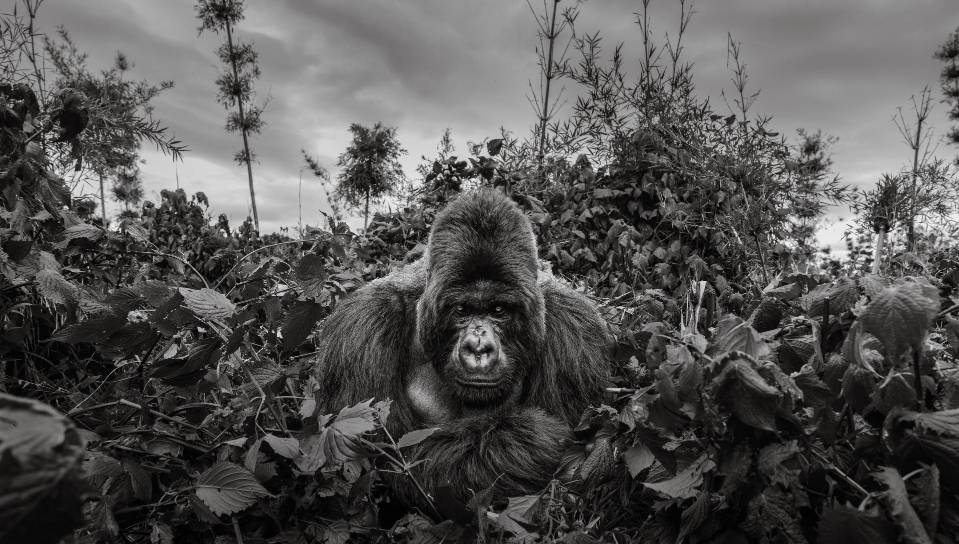 New York Photography Awards Winner - Born to Lead