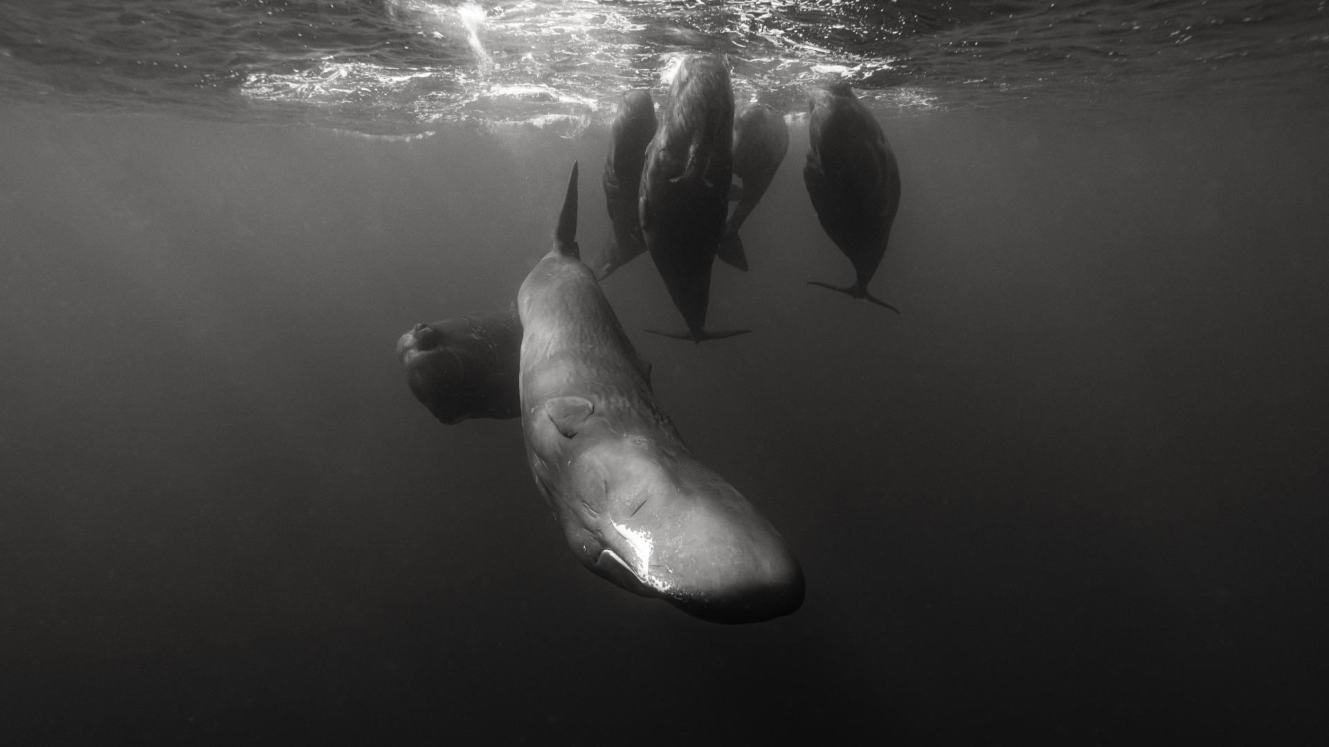 New York Photography Awards Winner - A World Below