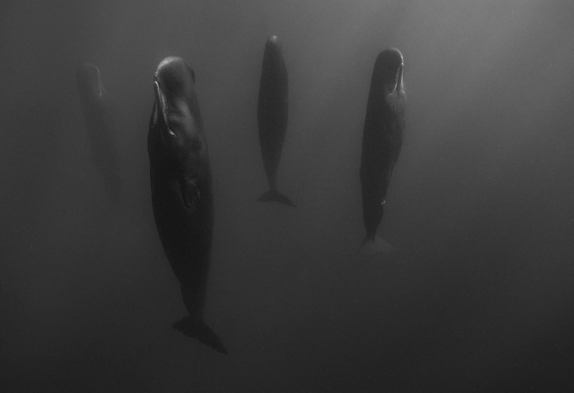 New York Photography Awards Winner - A World Below