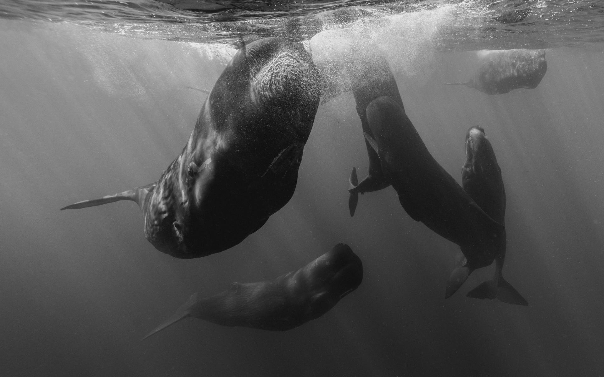 New York Photography Awards Winner - A World Below