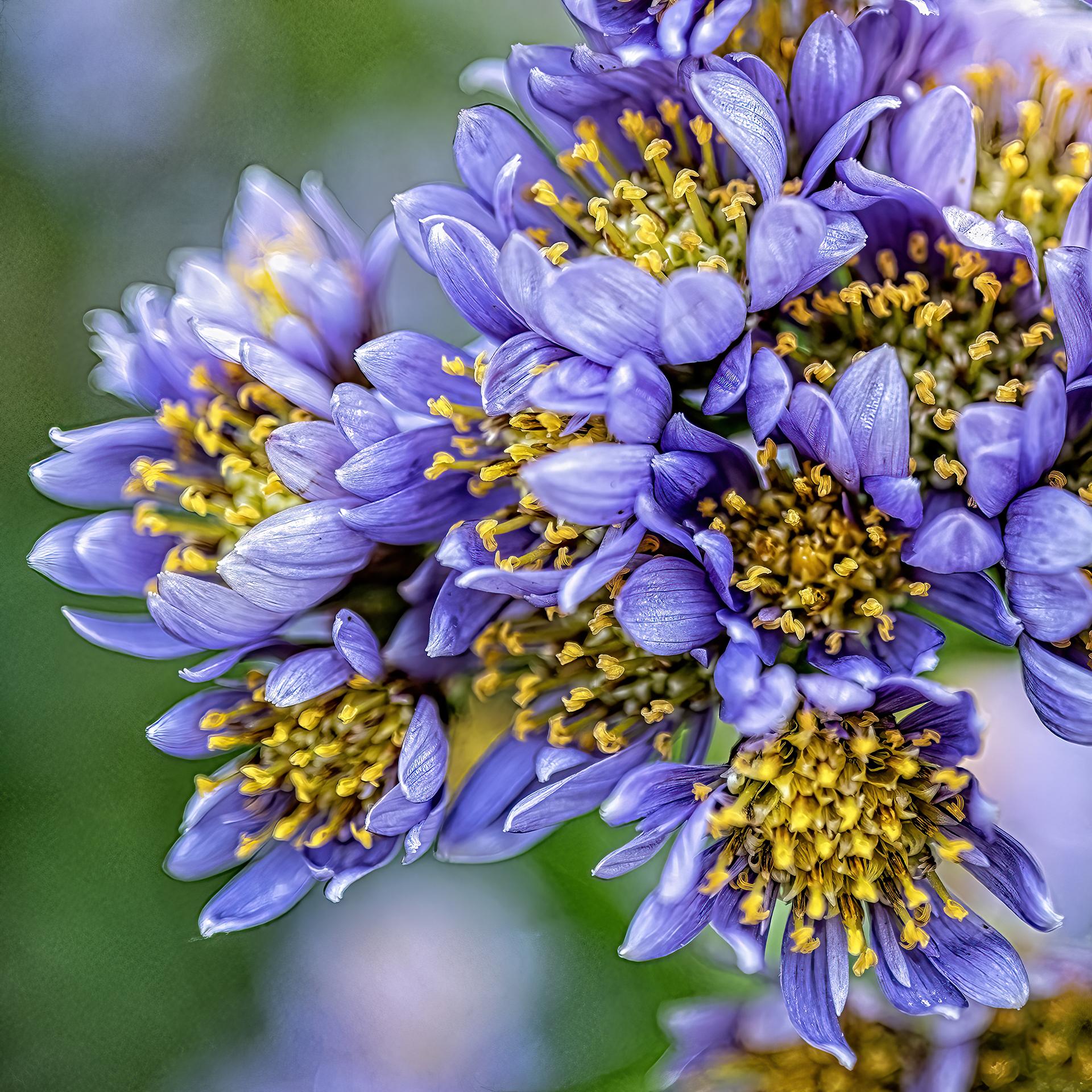 New York Photography Awards Winner - November Blooms