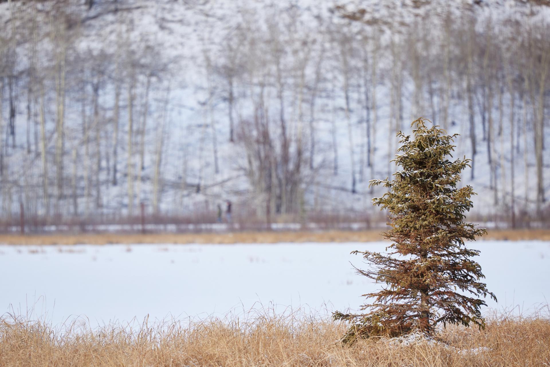 New York Photography Awards Winner - Snow Capped